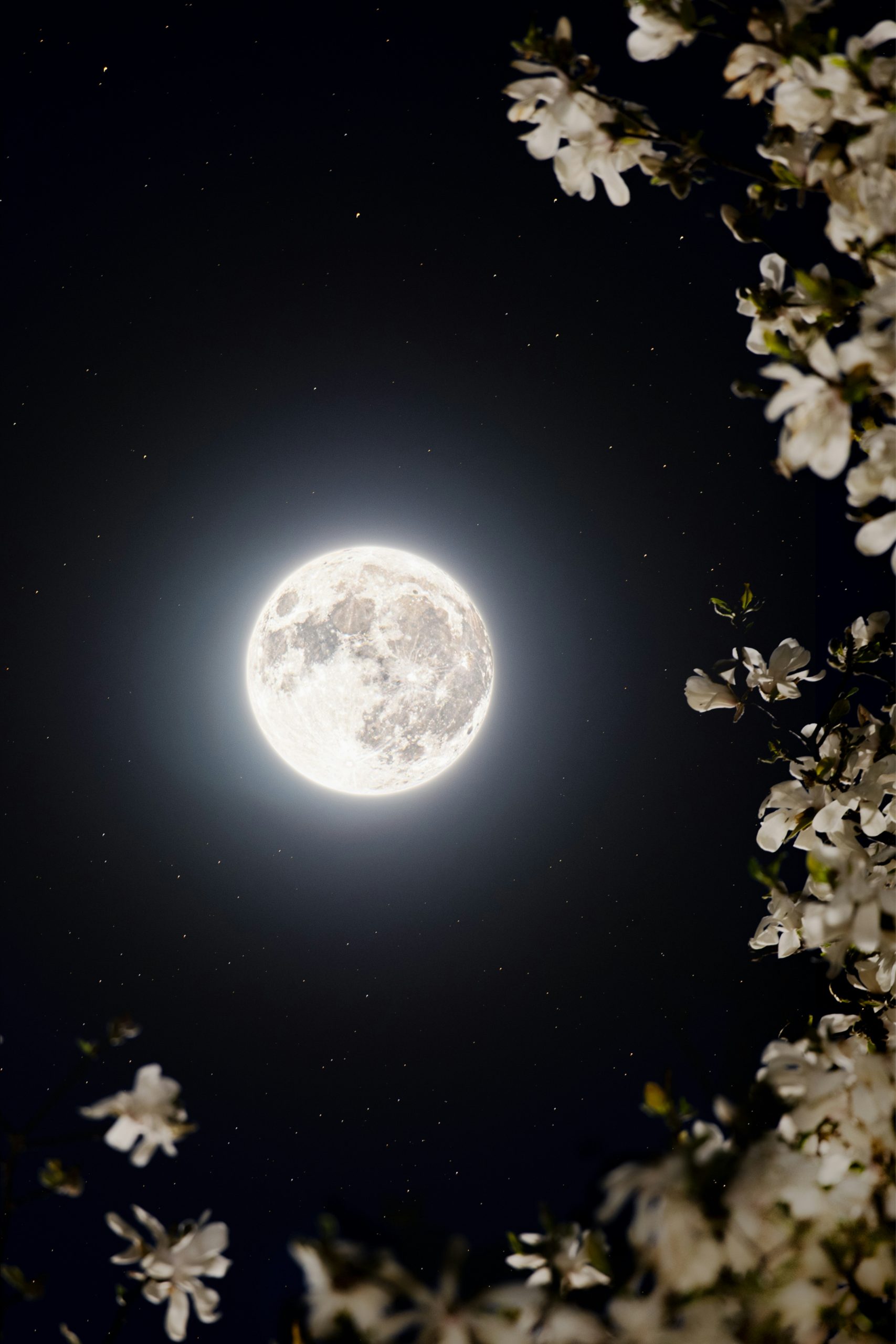 Full moon and stars framed by white blossoms at night