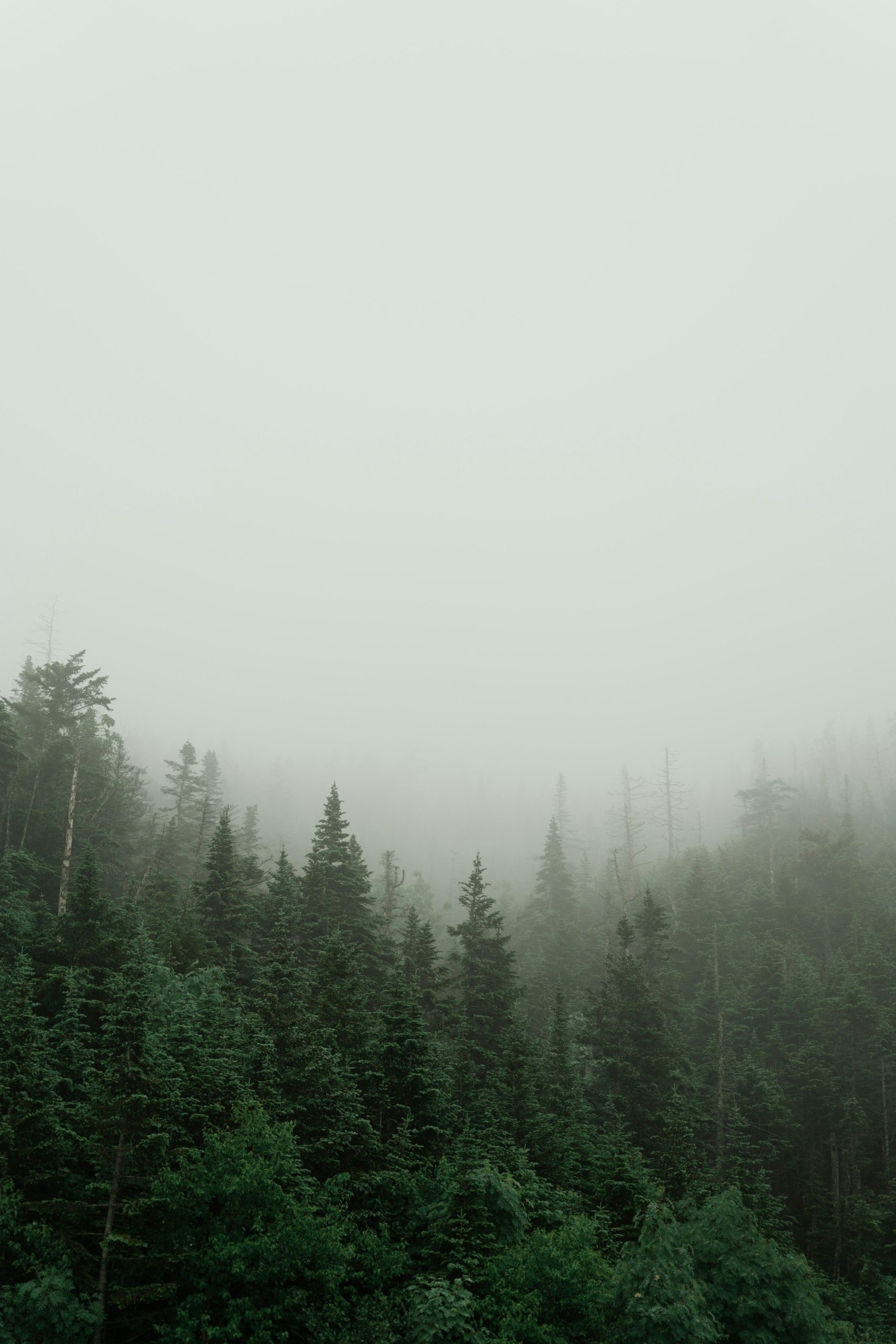 Ultra HD Wallpaper