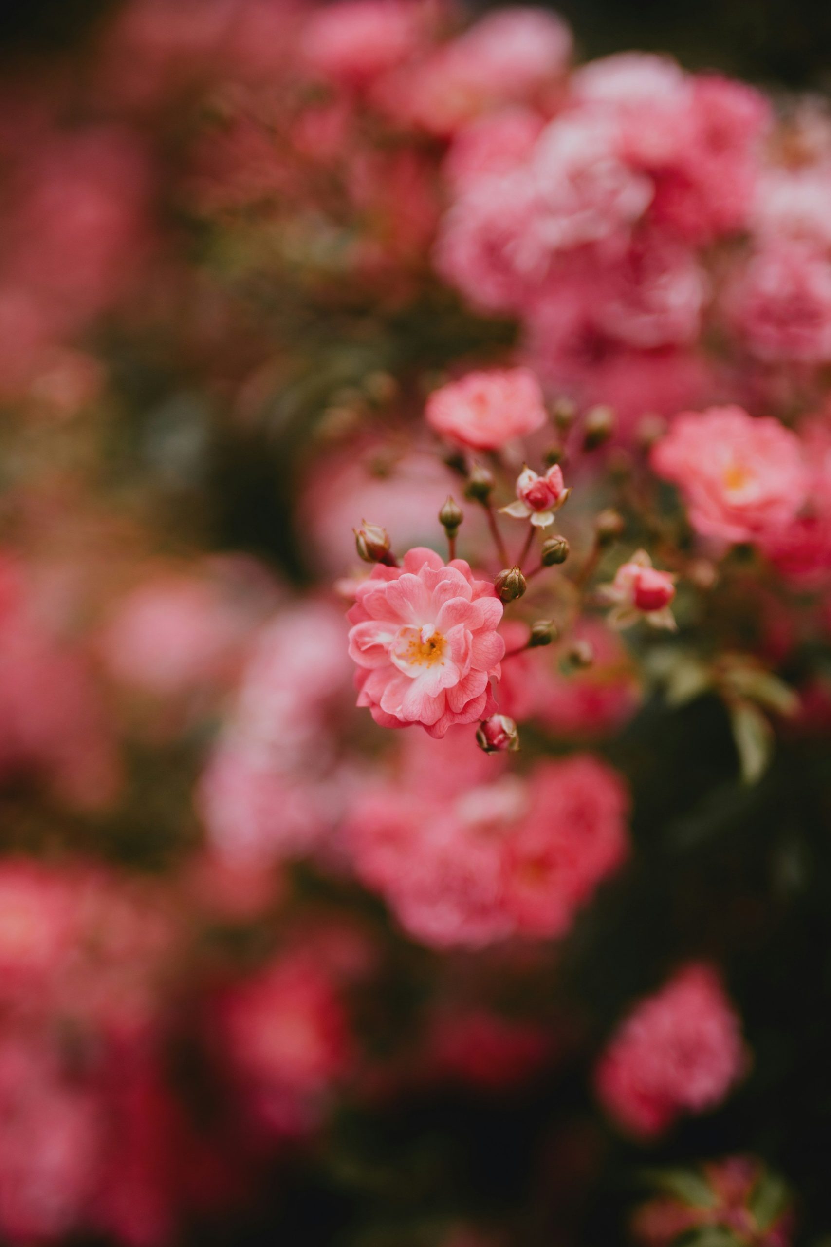 Ultra HD Wallpaper