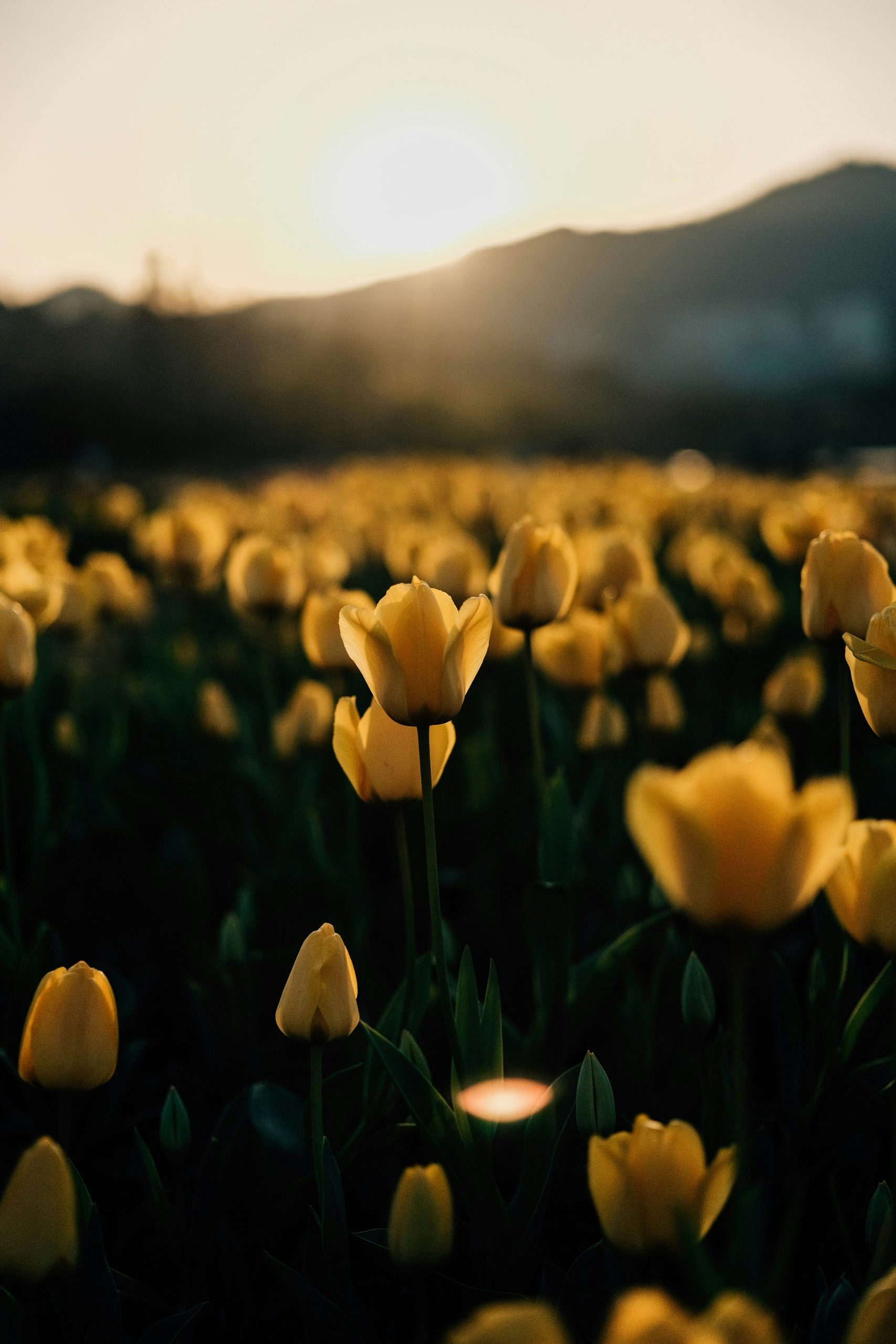 Ultra HD Wallpaper