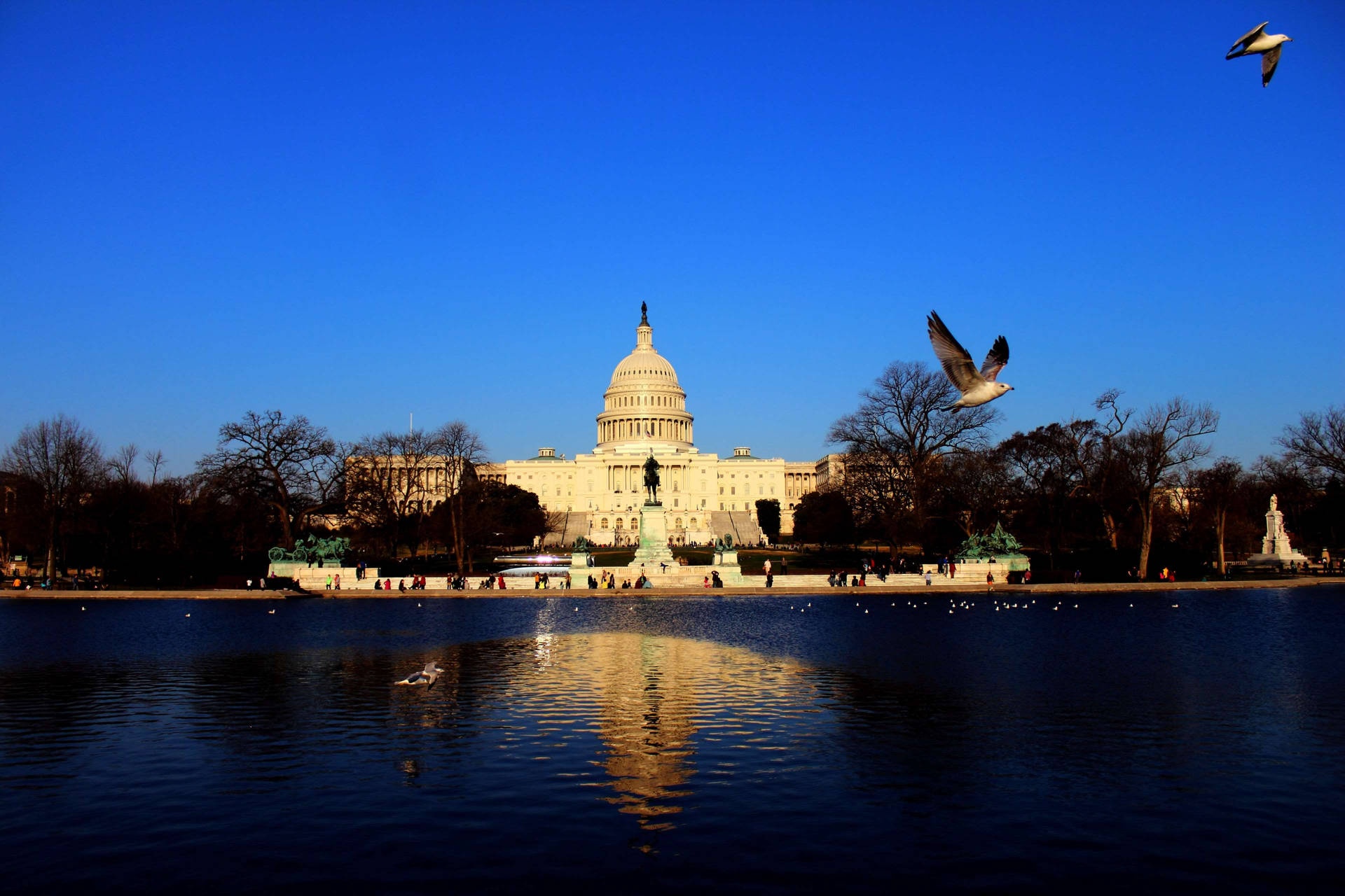 U.S. Capitol Building reflected in water with seagulls flying overhead at dawn.