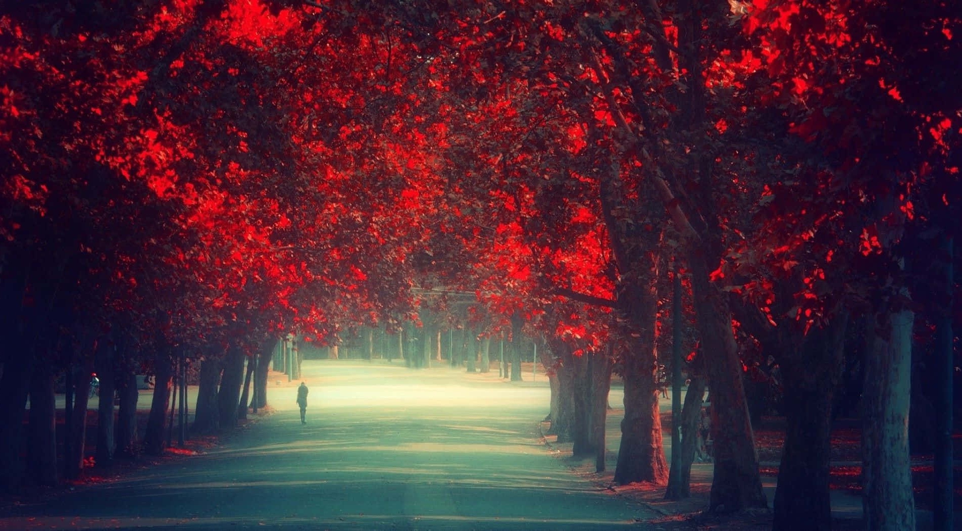 A solitary person walks through a tunnel of red-leafed trees in a misty autumn park. – Ultra HD Wallpaper
