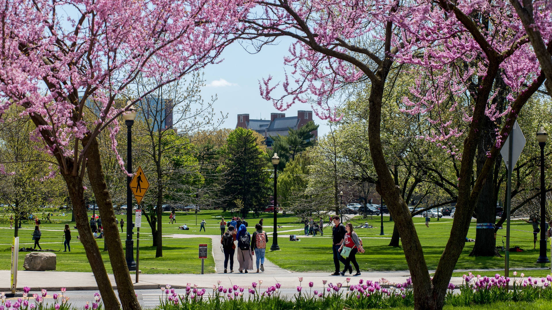 Pink cherry blossom trees frame a sunny park with people walking on pathways and green lawns.