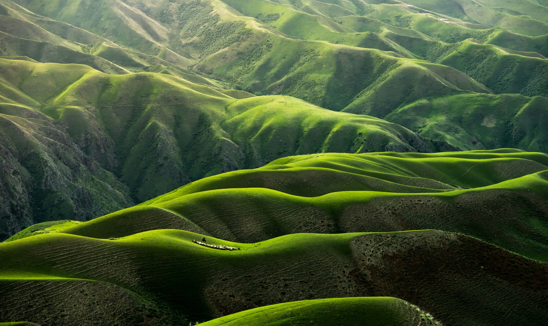 Aerial view of lush green rolling hills bathed in golden sunlight.