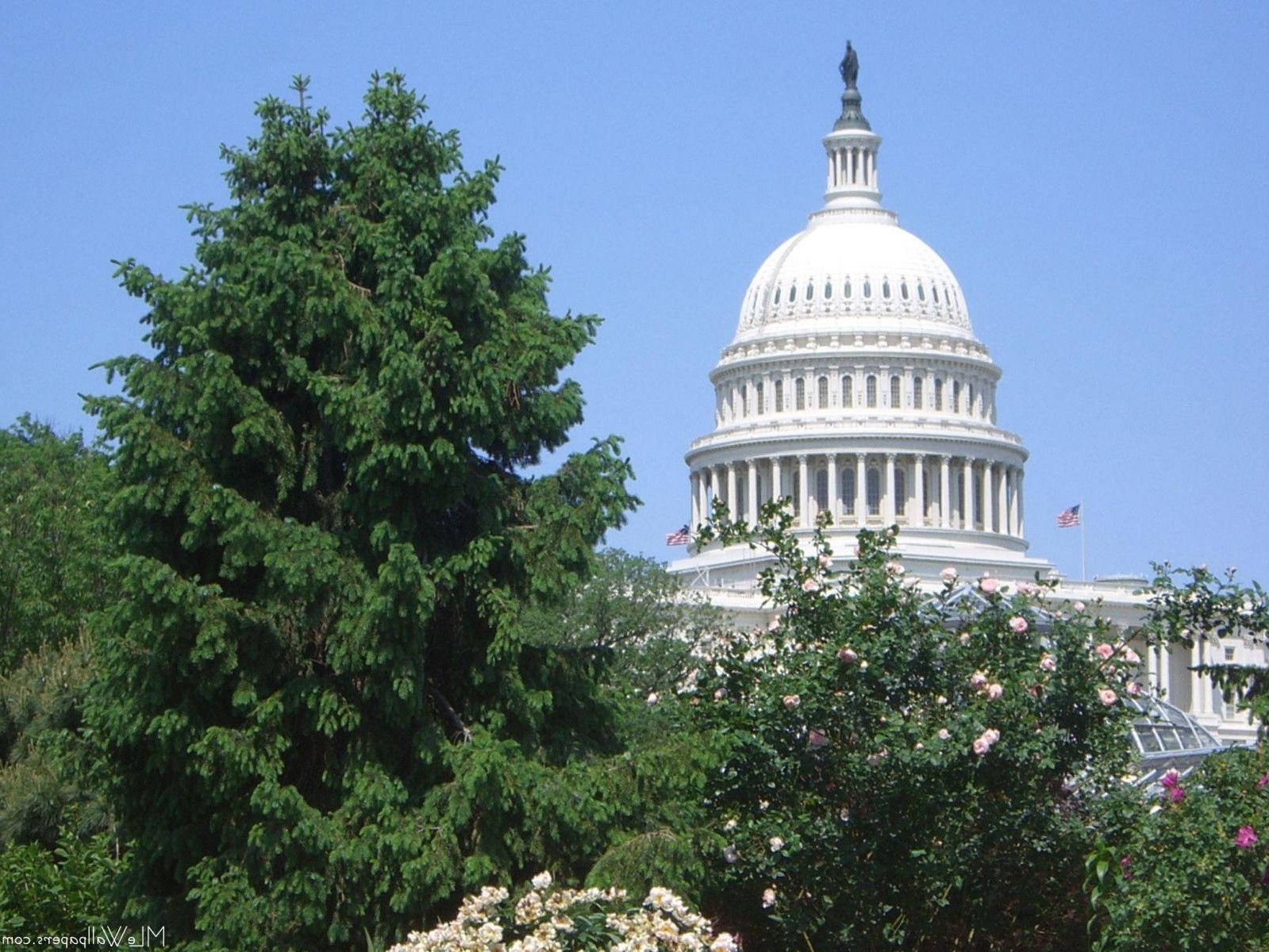 White U.S. Capitol Building surrounded by green trees and pink roses on a sunny day.