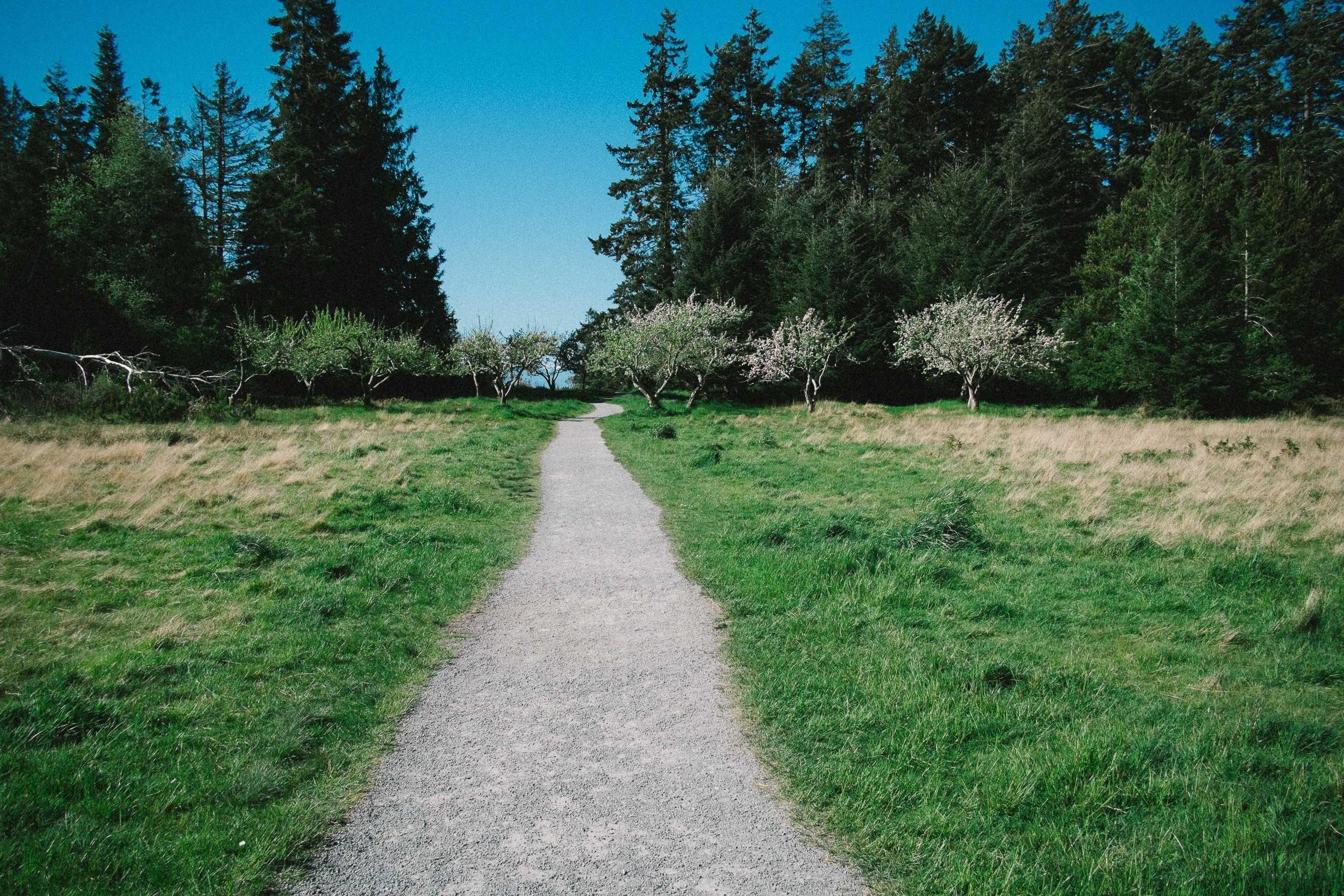 Tall green grass swaying in the wind under an open sky