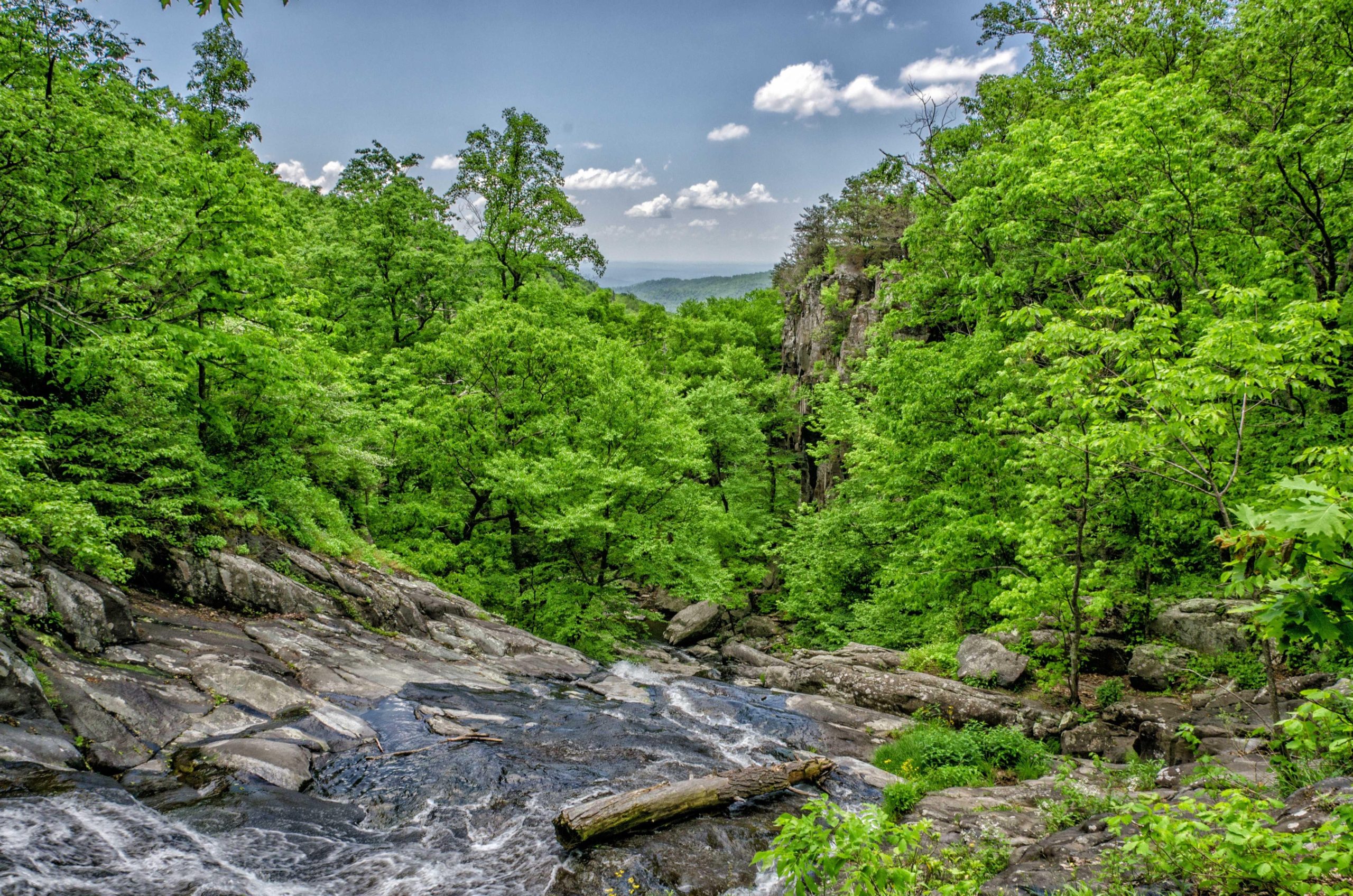 Moss-covered stones along a gentle stream in the forest