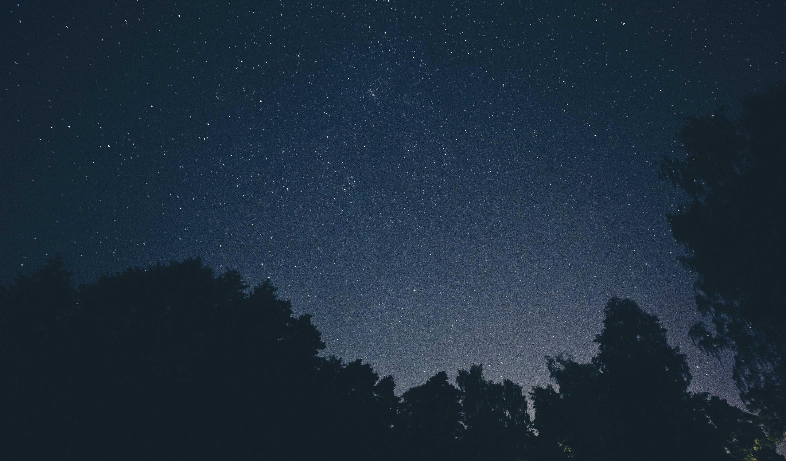 Midnight forest with a narrow path illuminated by a single lantern