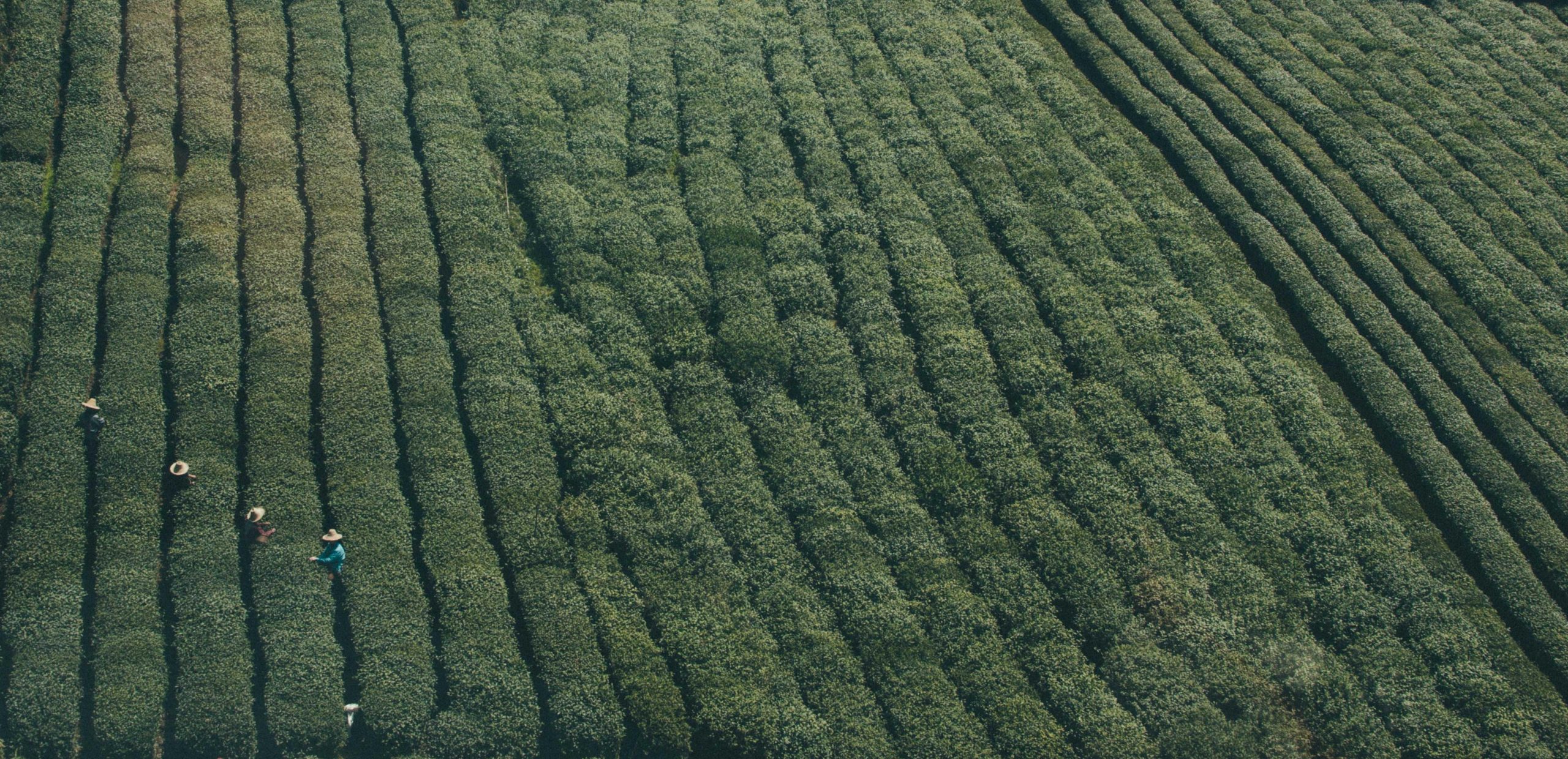 Dense tropical rainforest with rich green foliage and vines