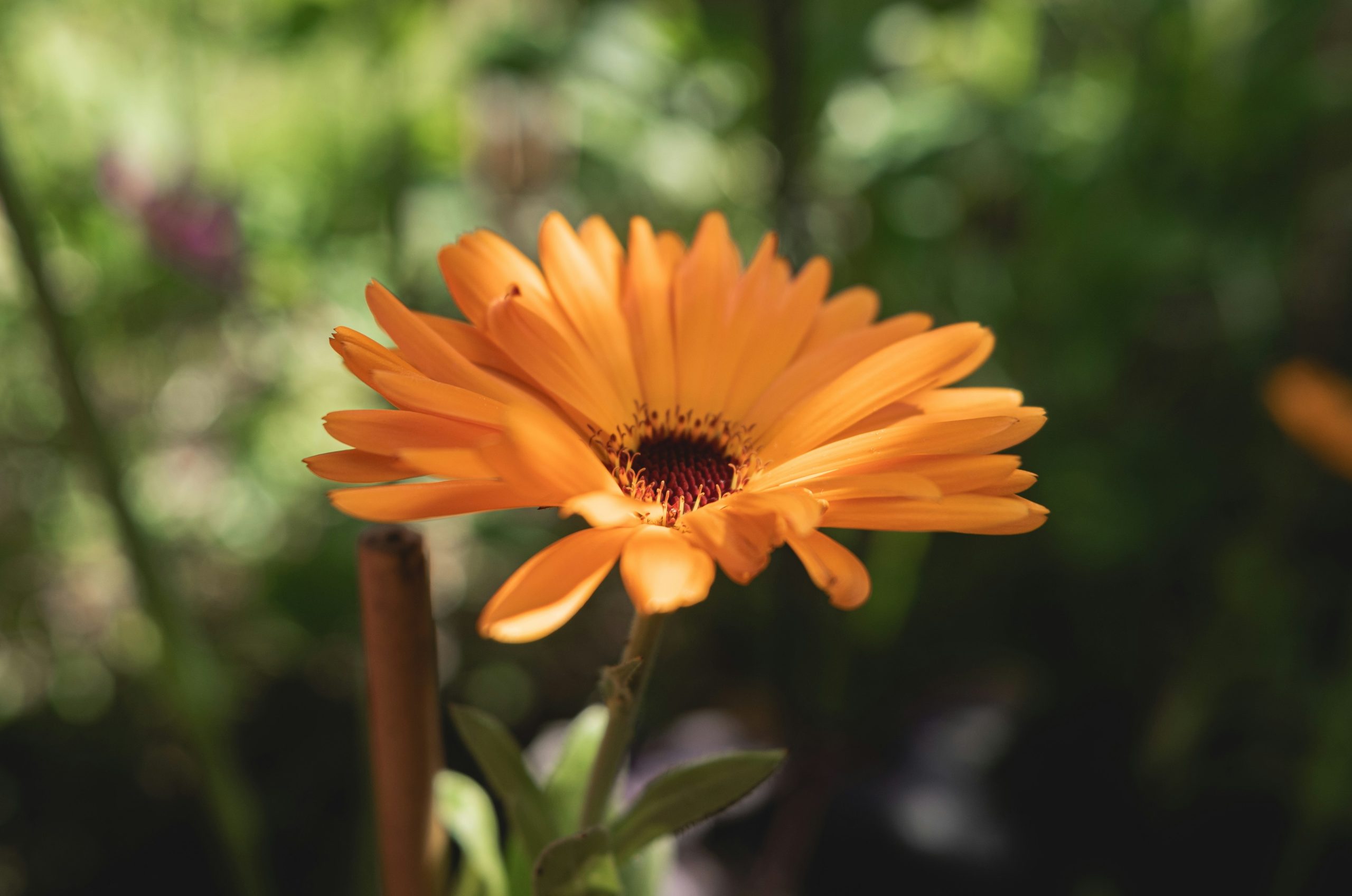 A bright orange calendula flower blooms in sunlight.
