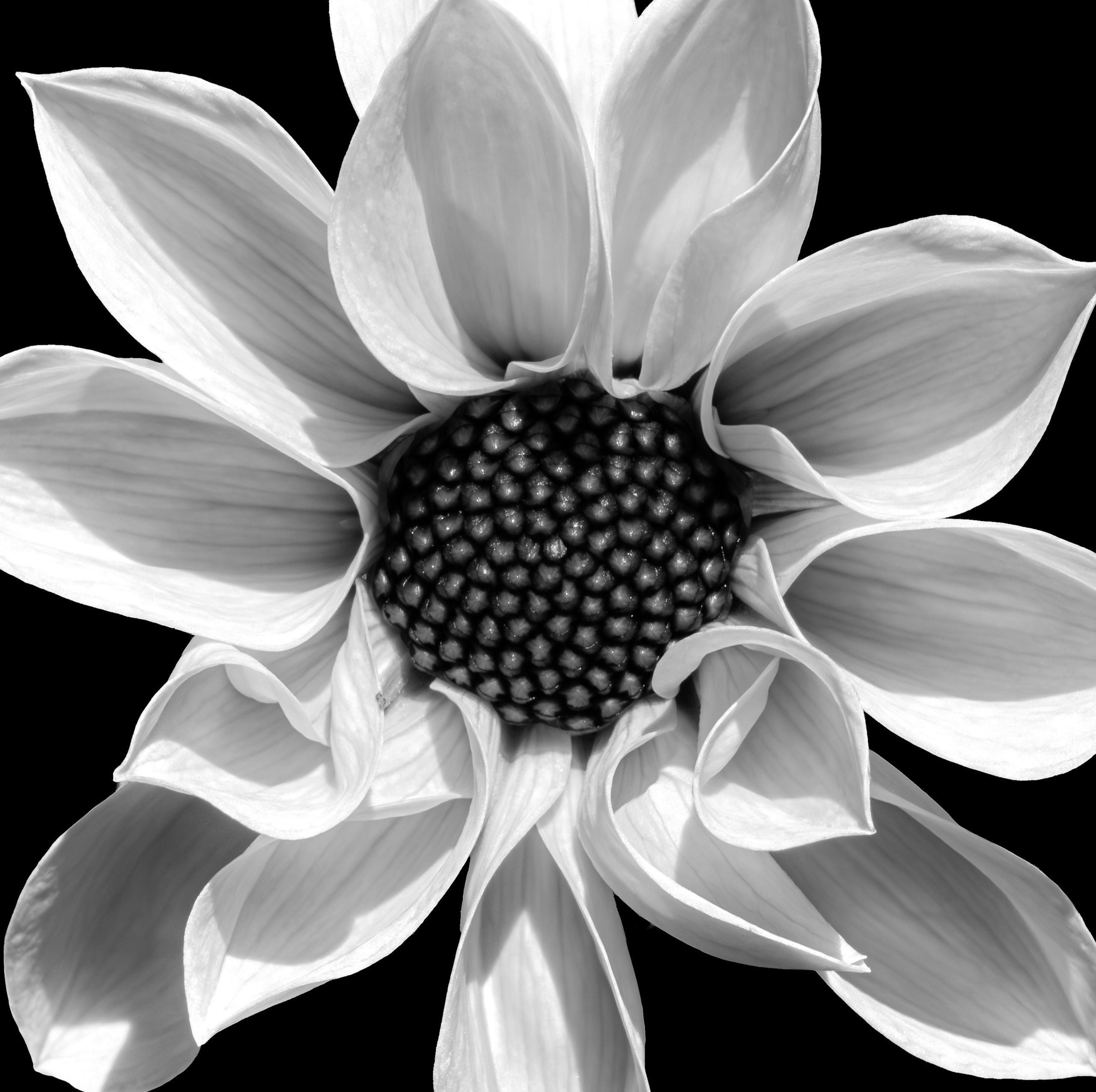 Black and white close-up of a dahlia flower