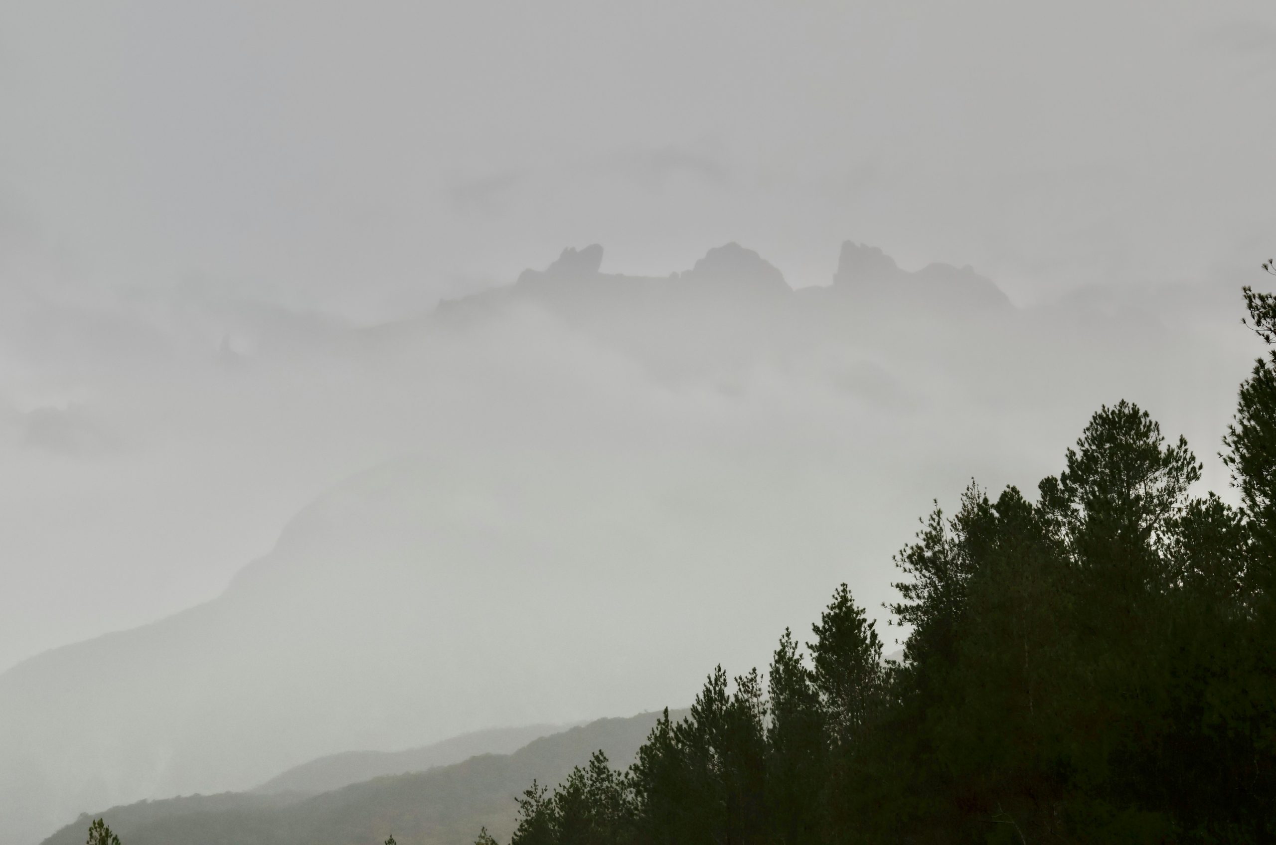 Misty mountain range behind dark pine forest
