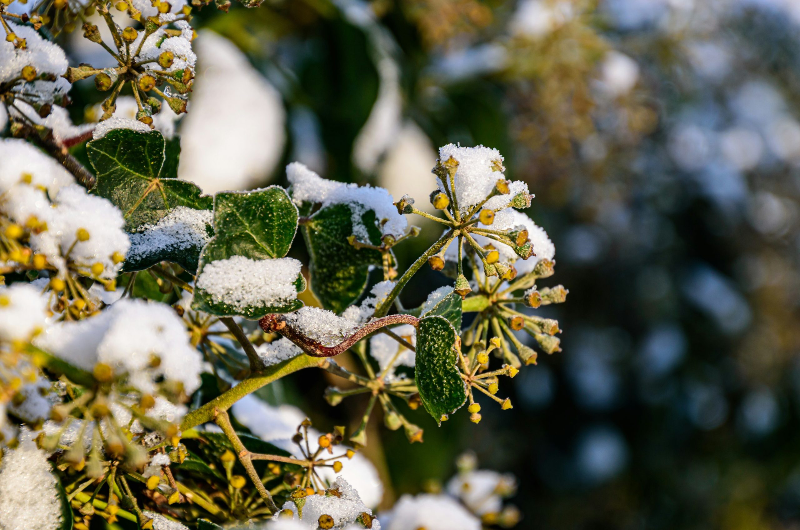 Green ivy leaves covered in fresh white snow