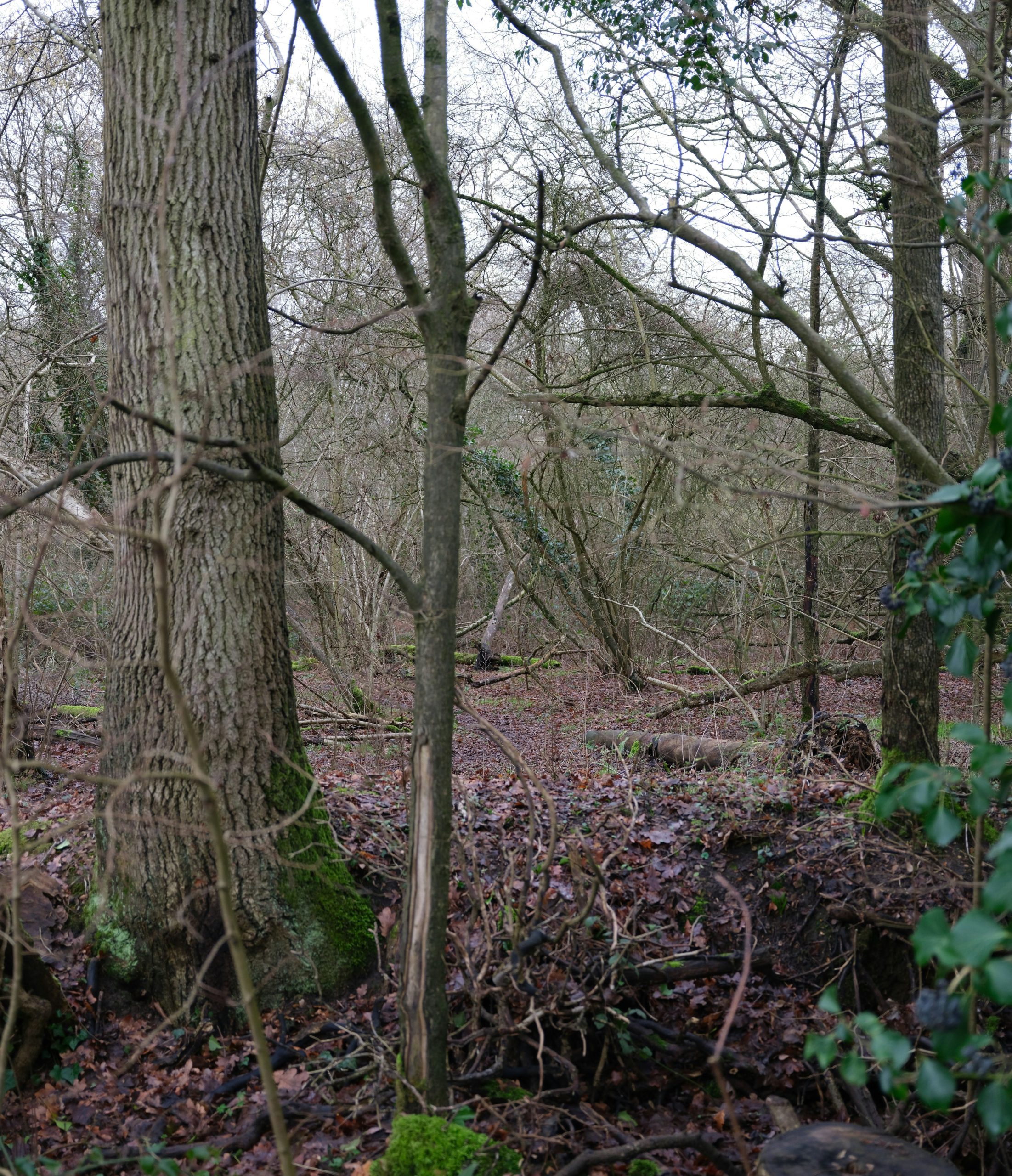 Bare trees and undergrowth in a dense forest.