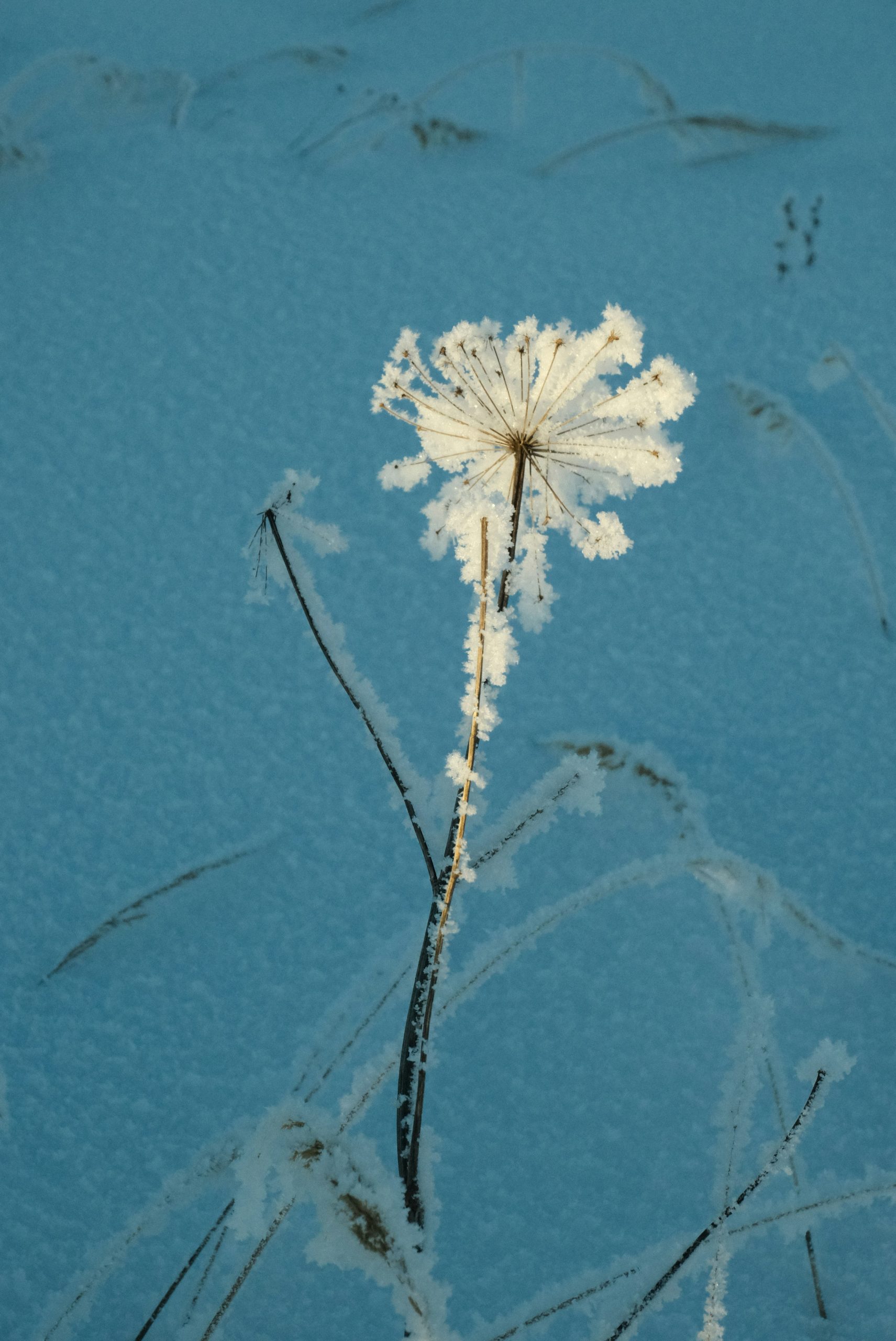 A frosted flower stands out against snow.