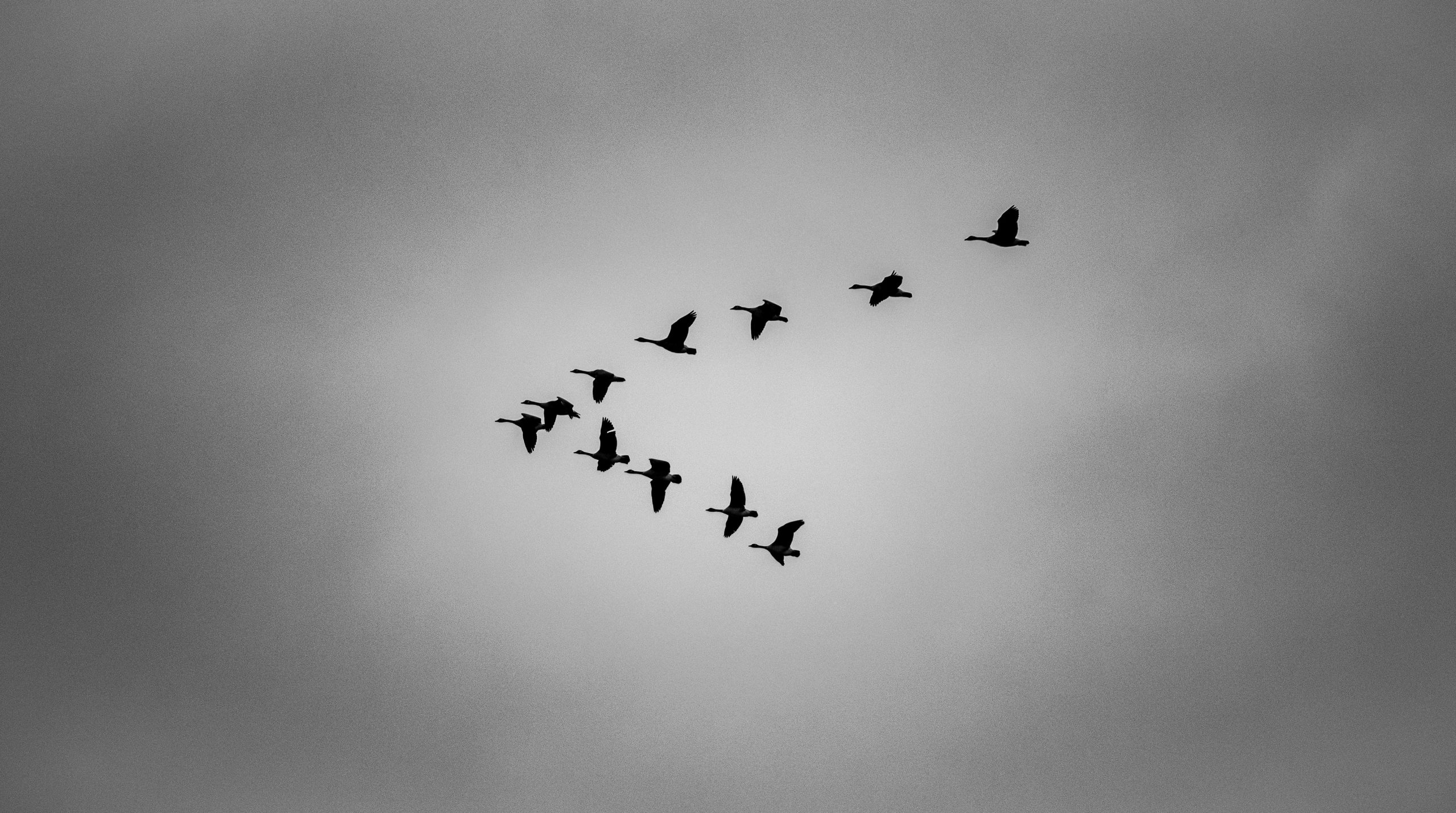 Geese fly in a v formation against a cloudy sky.