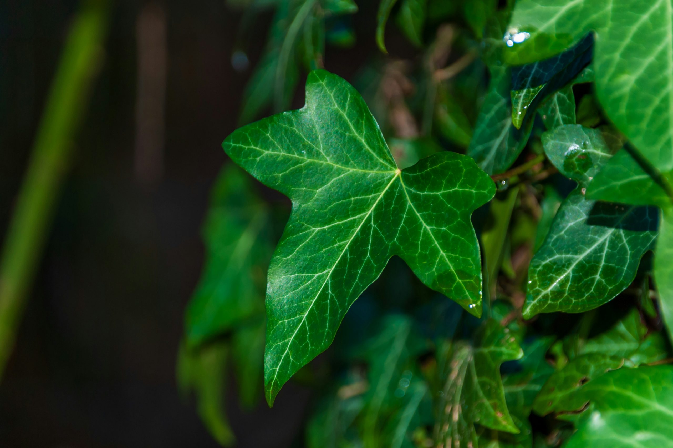 Close-up of a vibrant green ivy leaf with intricate veins.