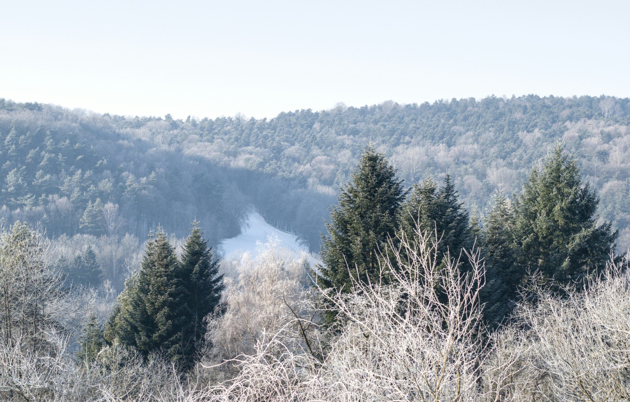 Snow covered forest landscape with evergreen trees