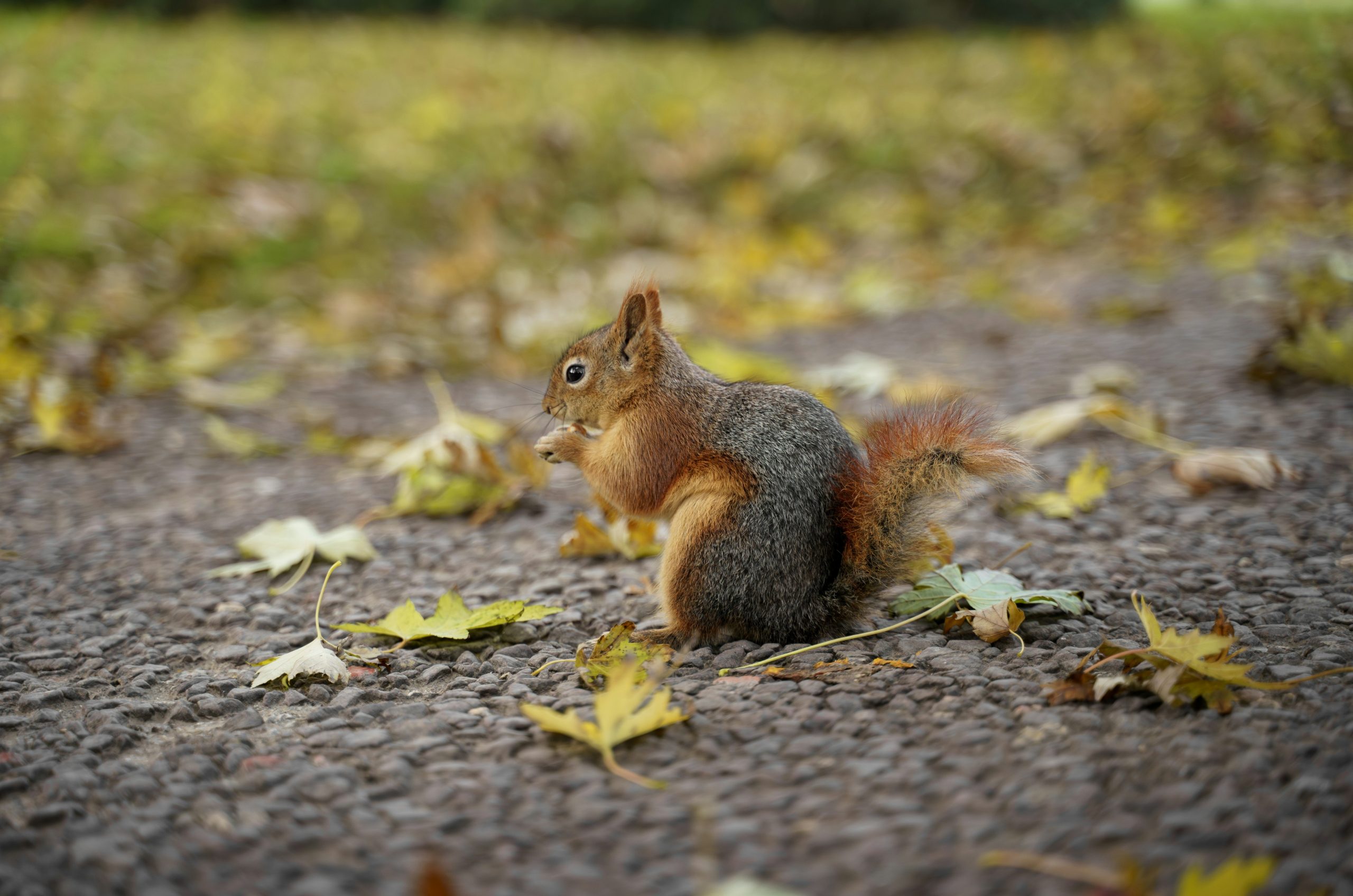 A squirrel sits on a path with fallen leaves.