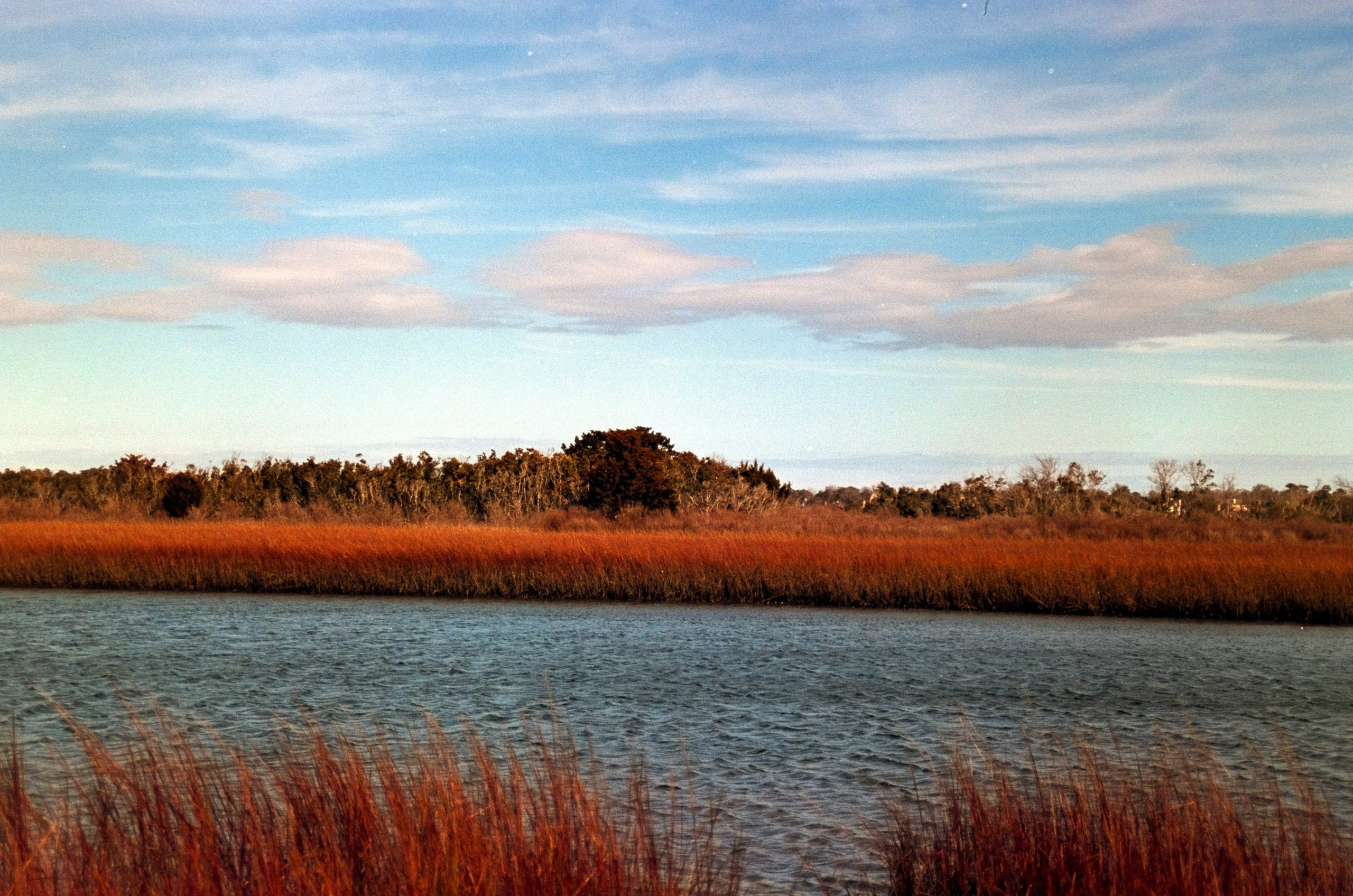 A marsh landscape with tall grasses and blue sky.