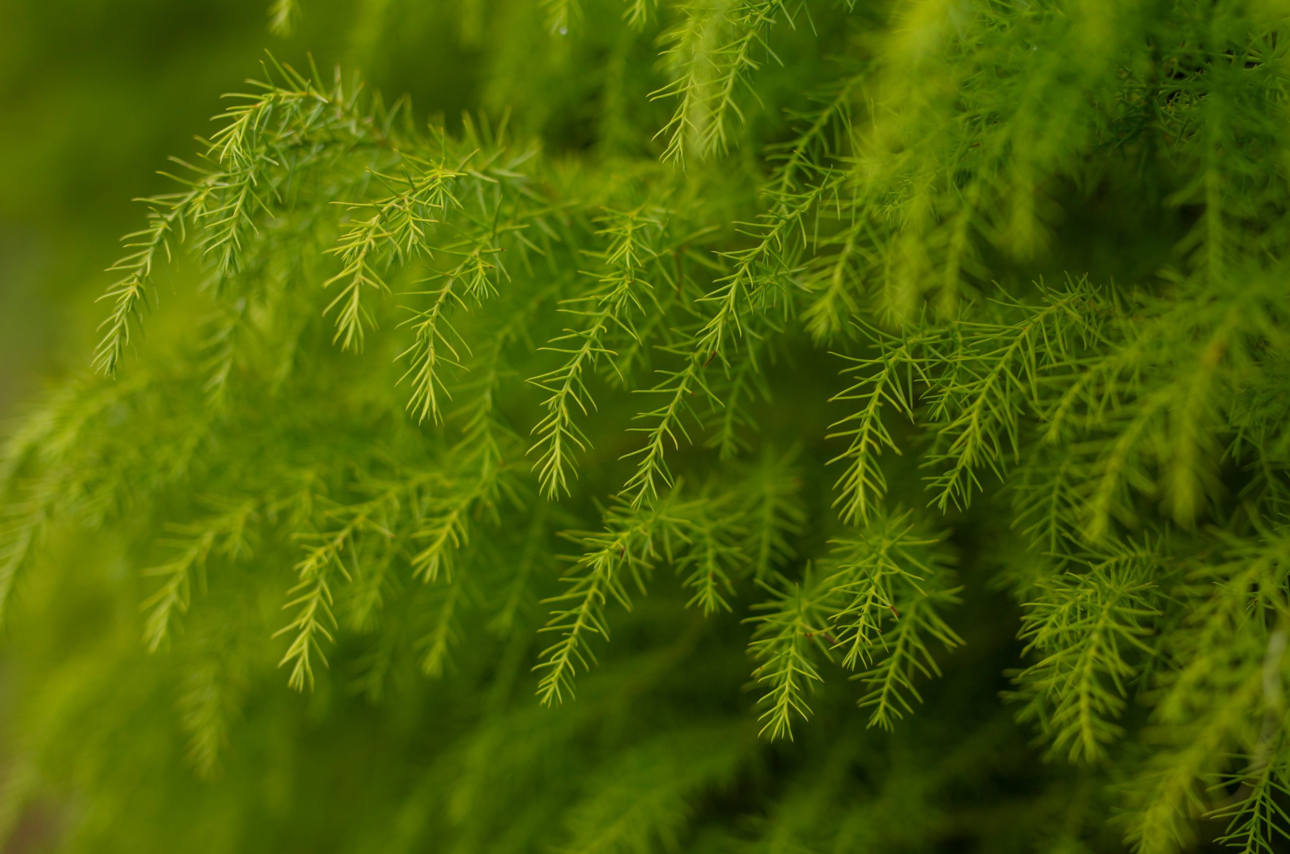 Close-up of vibrant green fern fronds in soft light.