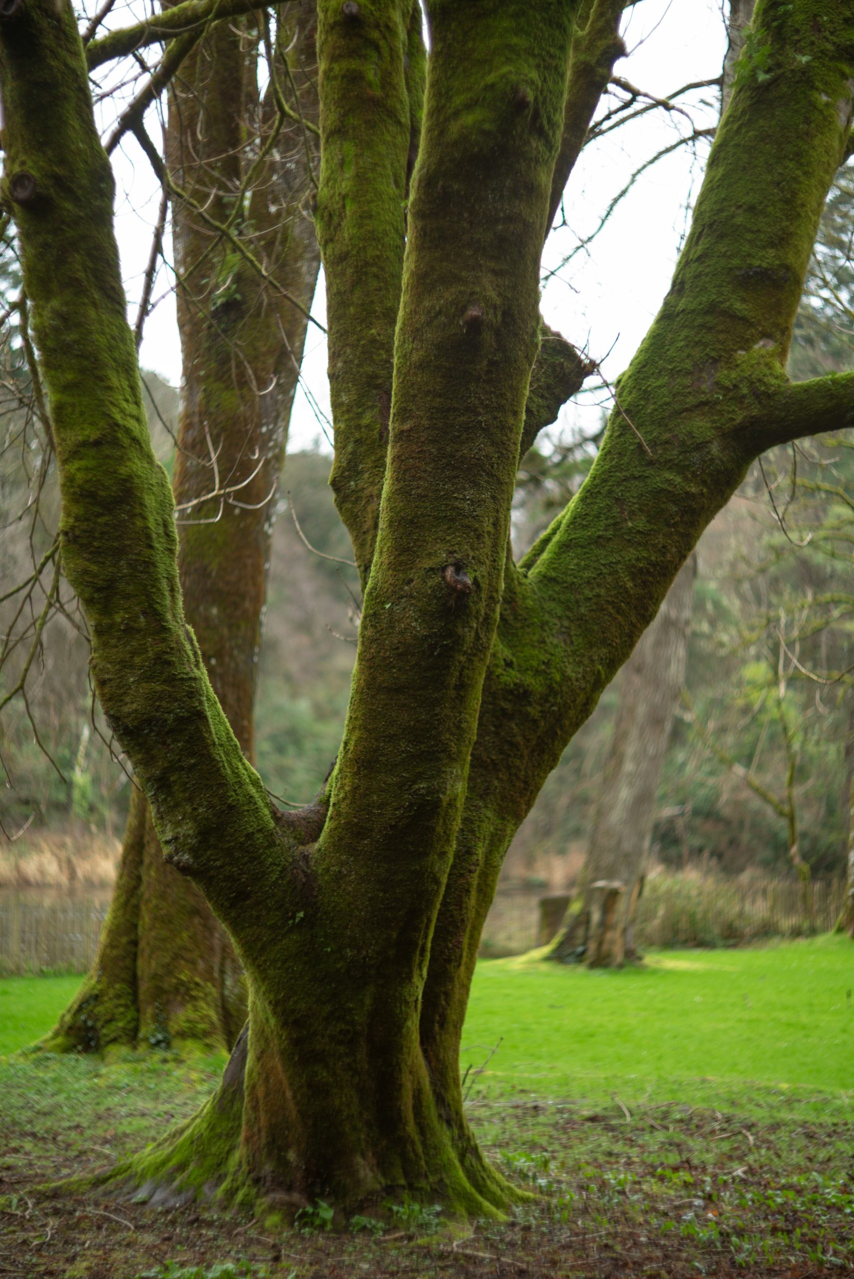 Moss-covered trees in a grassy park area.