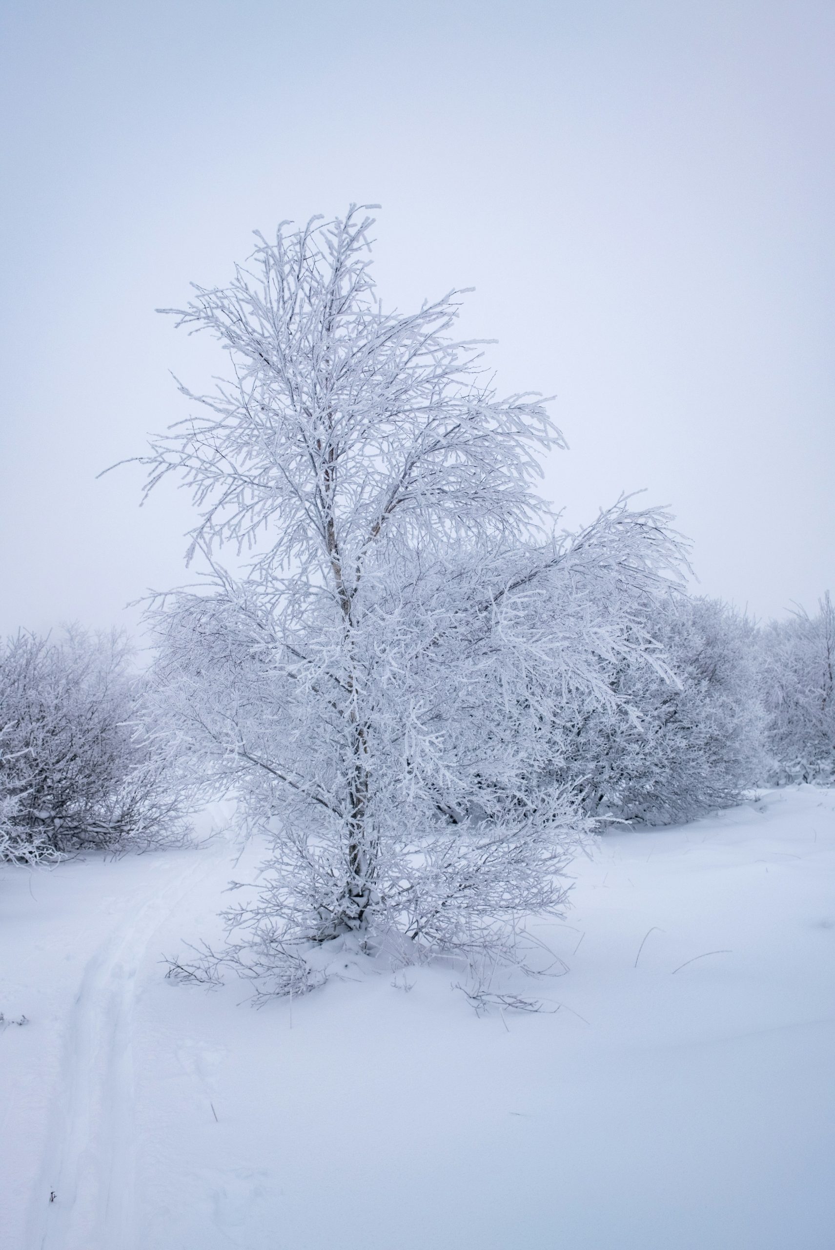 A snow-covered tree stands in a winter landscape.