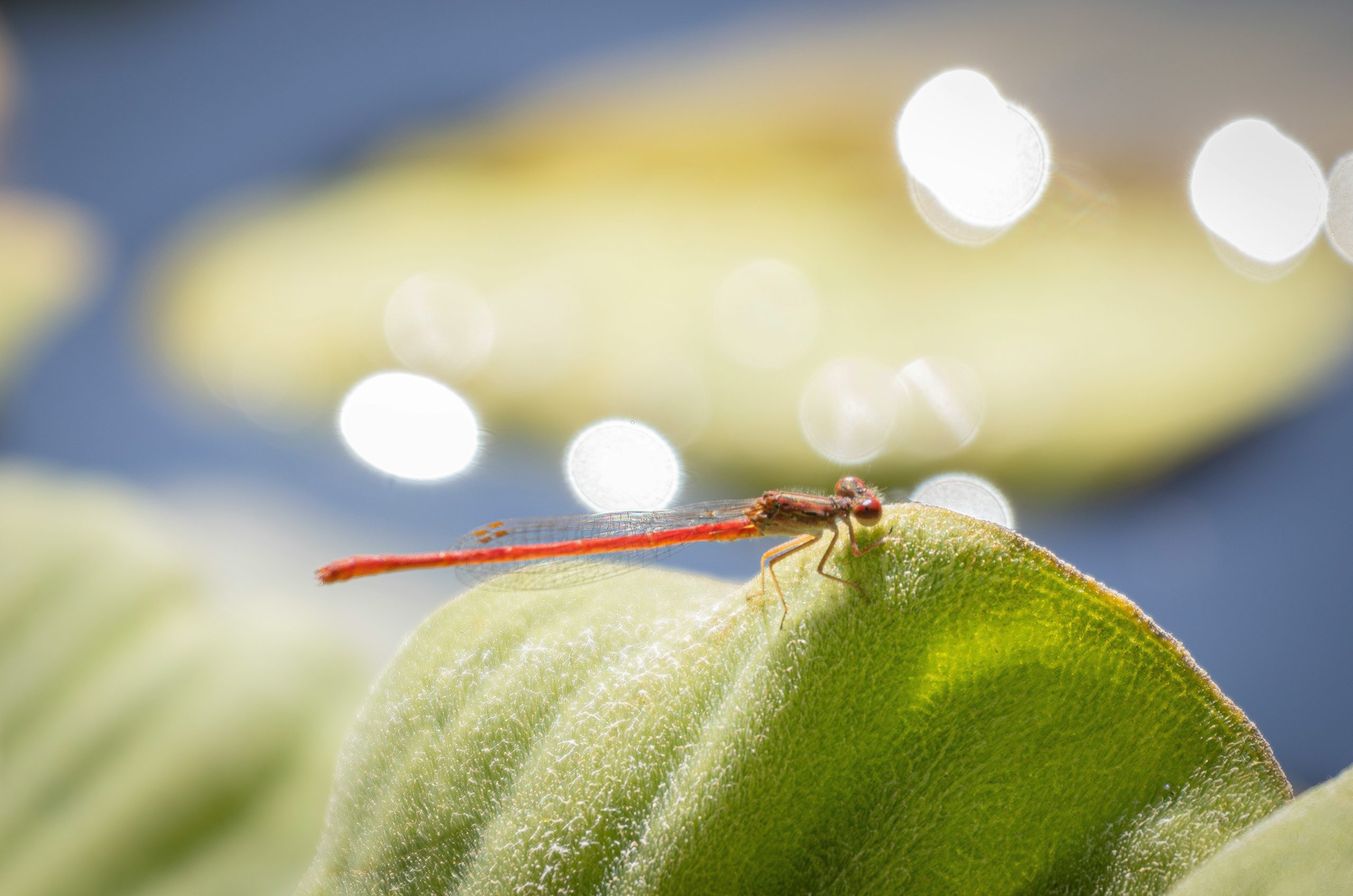 A small red damselfly rests on a green leaf.
