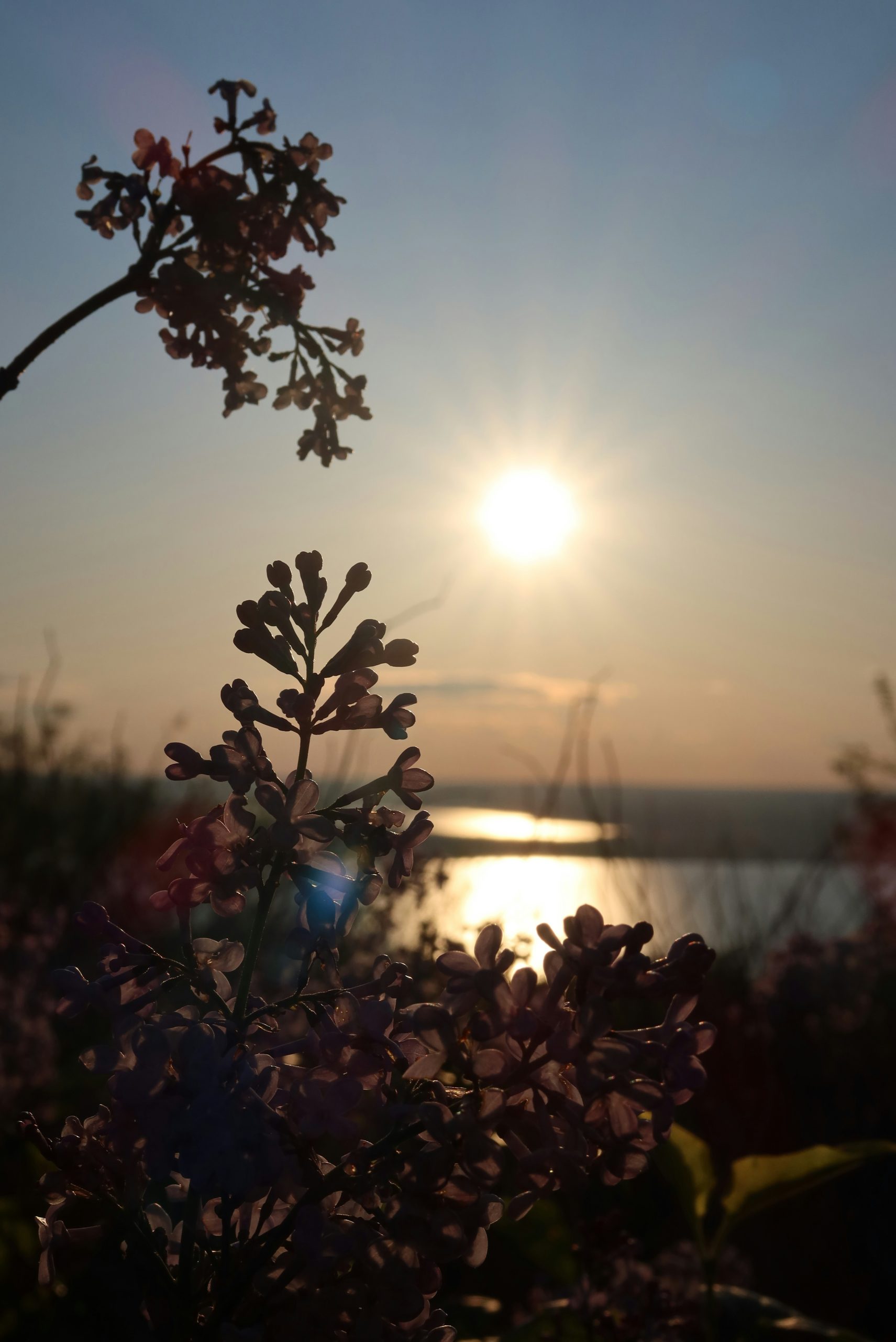 Lilac flowers silhouetted against a sunset over water