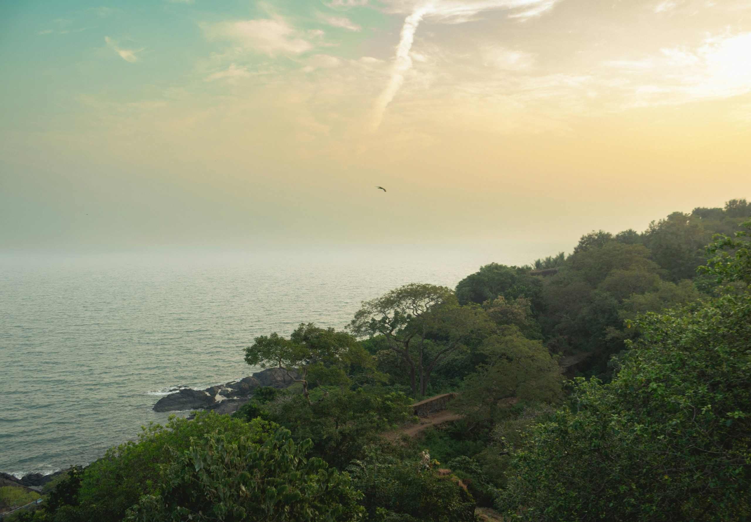 Coastal trees overlooking the calm ocean at sunset