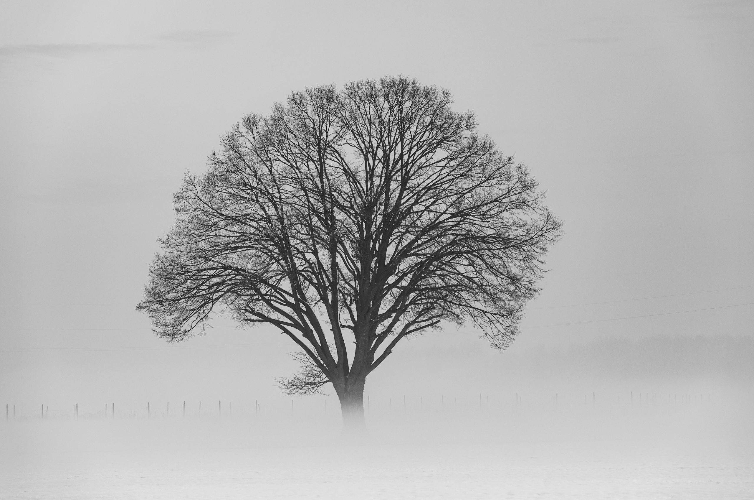 Bare tree in a foggy landscape