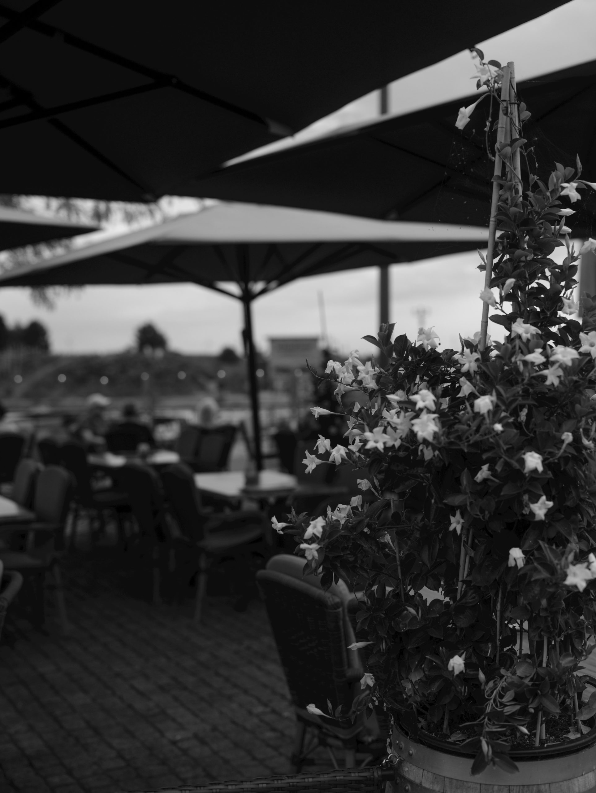 Outdoor cafe seating with flowering plant in foreground
