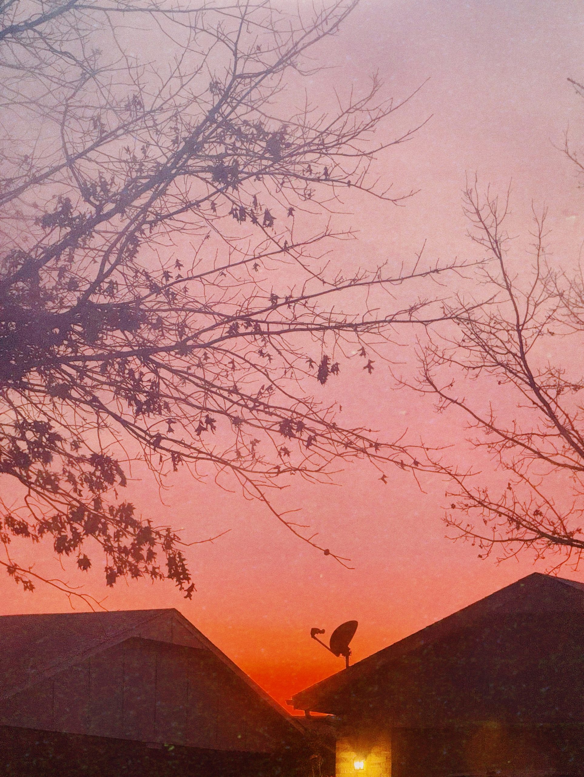 Bare tree branches silhouetted against a sunset sky.