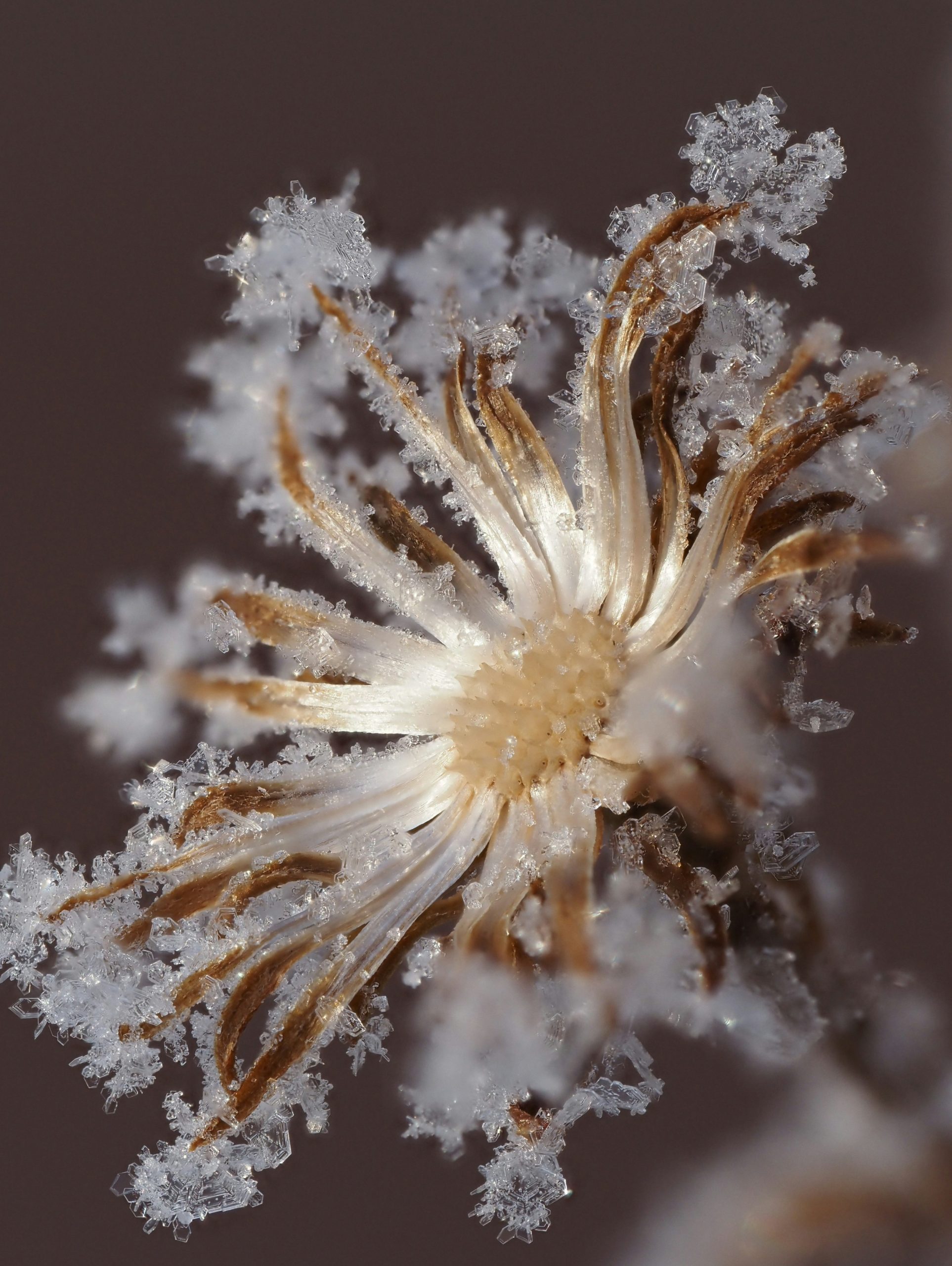 A delicate flower covered in frost and ice crystals