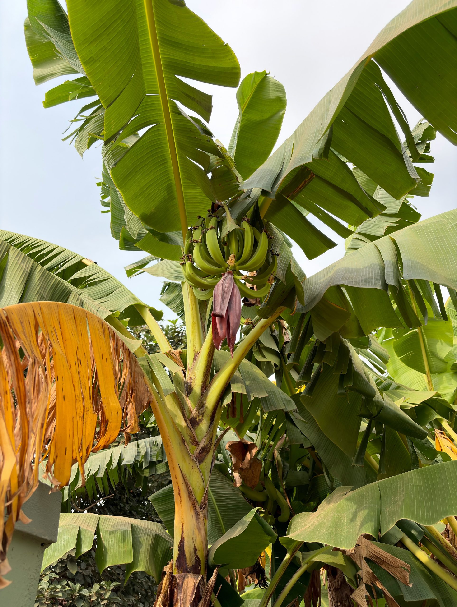 A bunch of green bananas hangs from a tree.