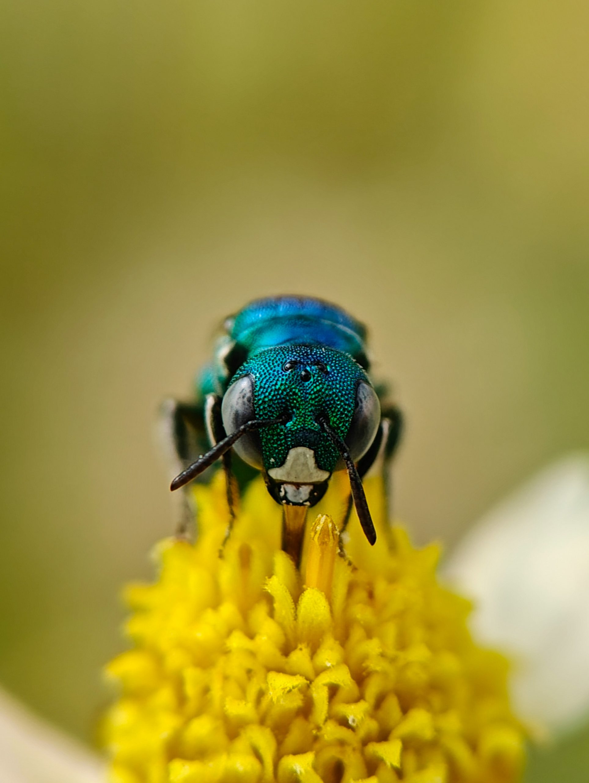 A metallic green bee on a yellow flower