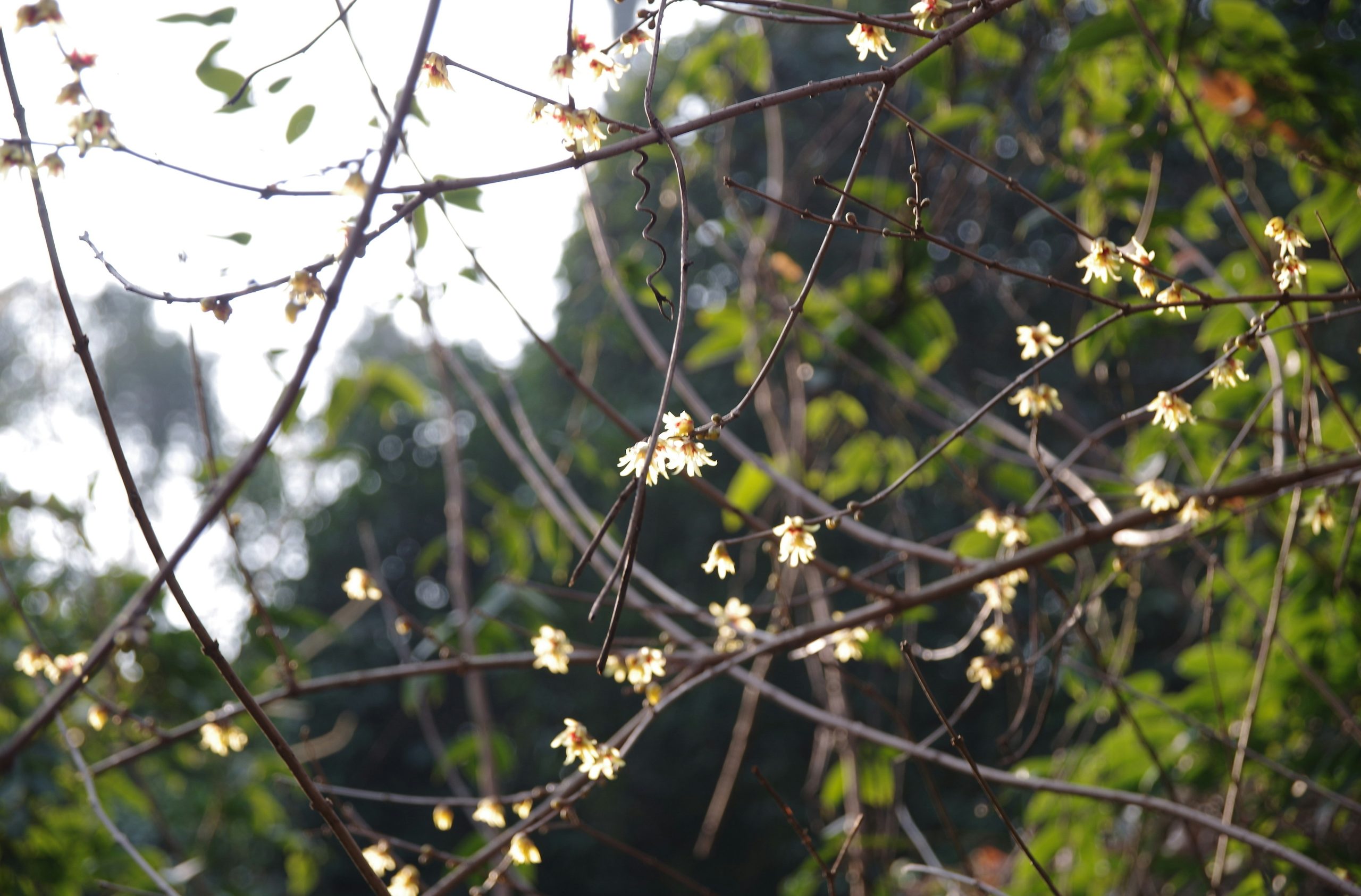 Delicate white flowers bloom on bare branches in soft light.
