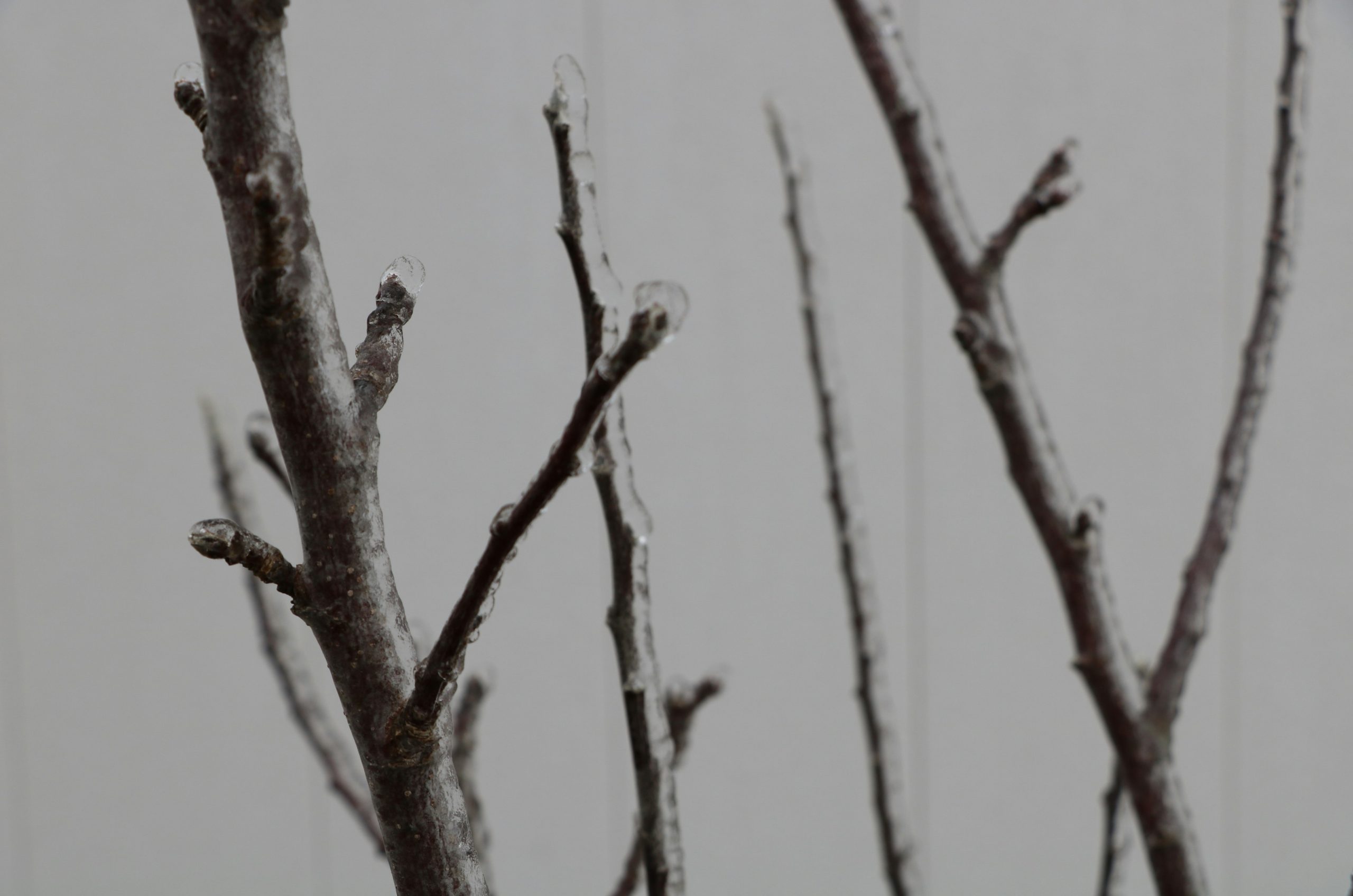 Bare tree branches with ice in winter.