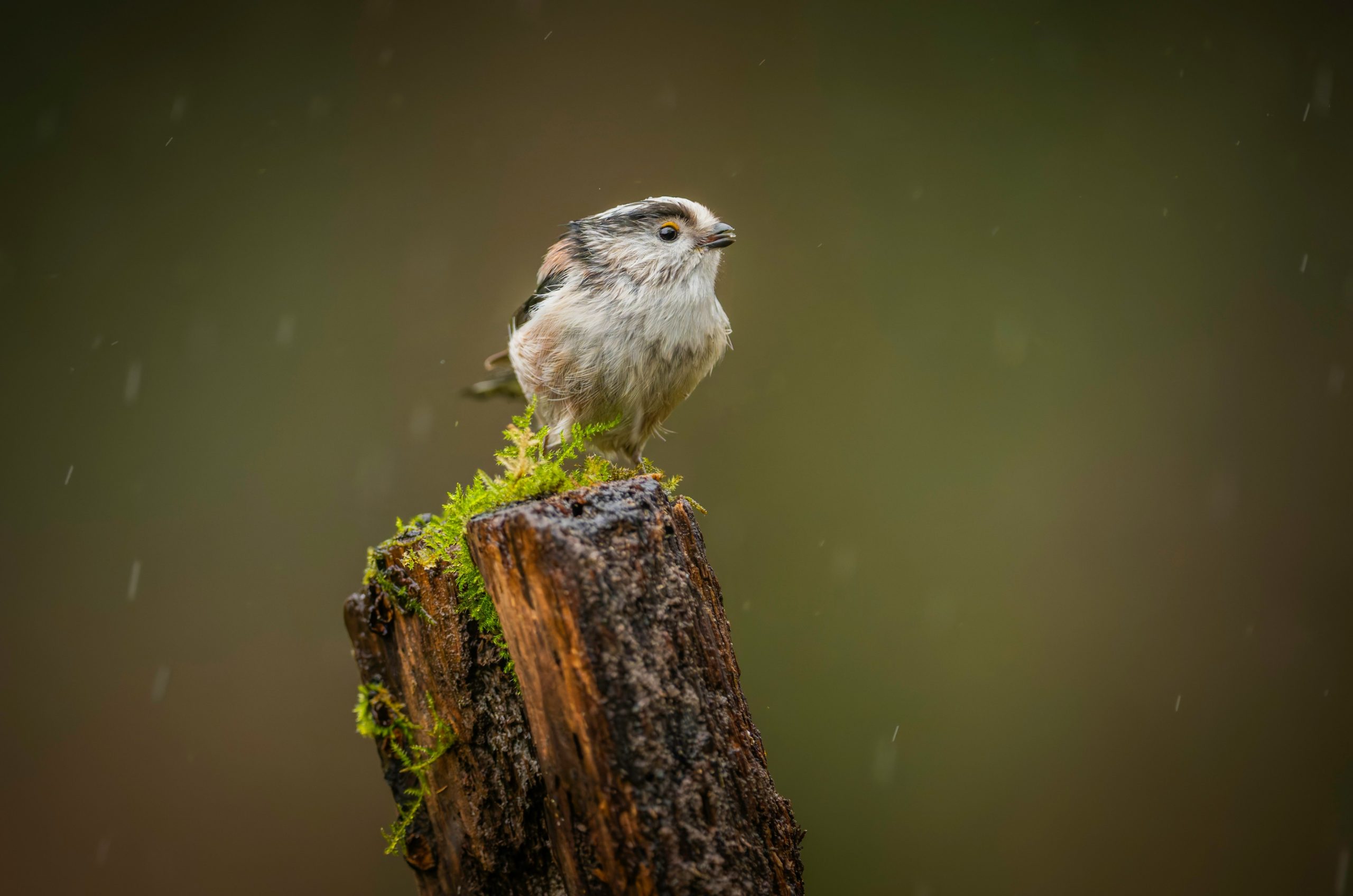 A small bird perched on a mossy stump during rain.