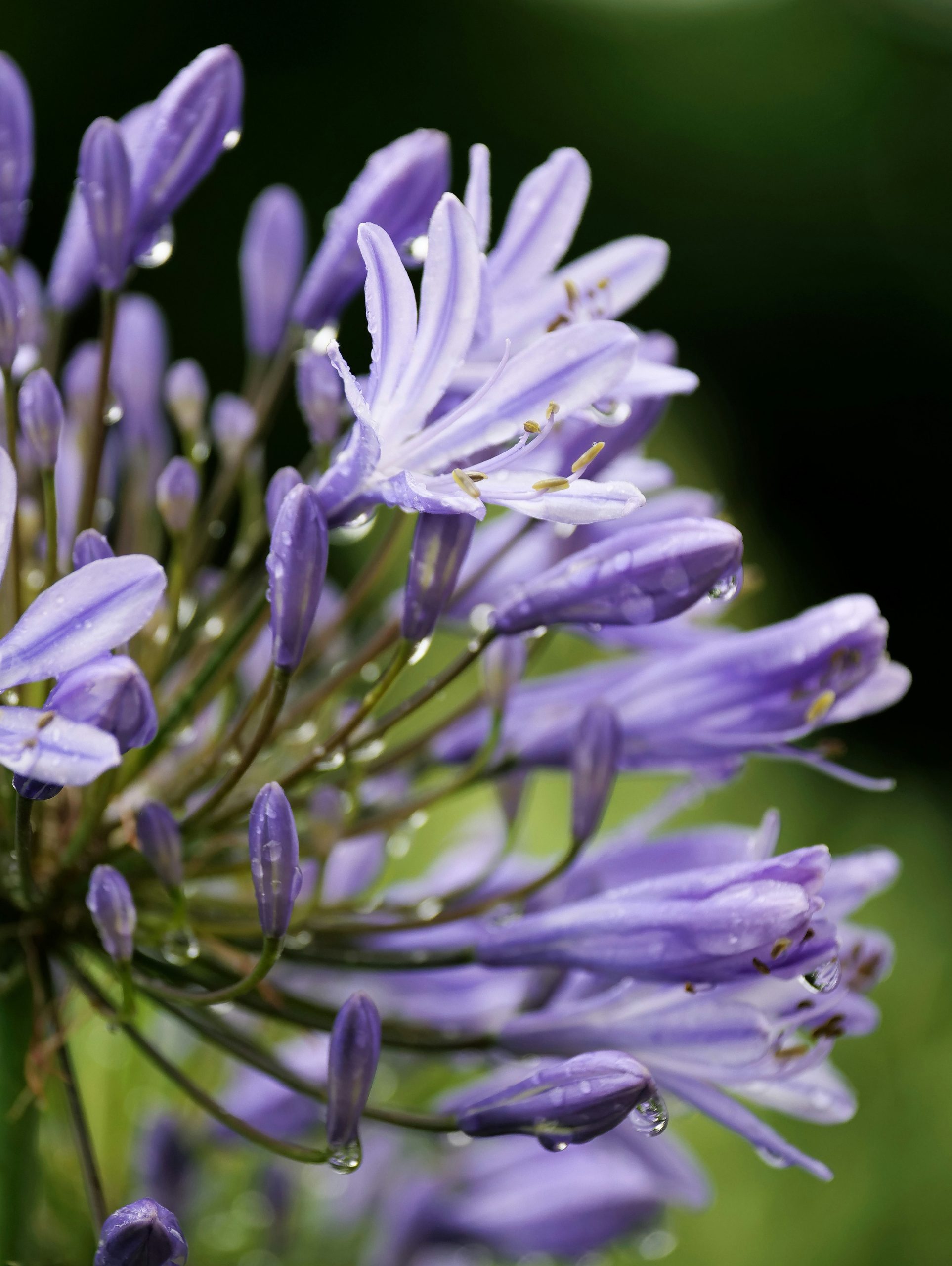 Purple agapanthus flowers with water droplets.