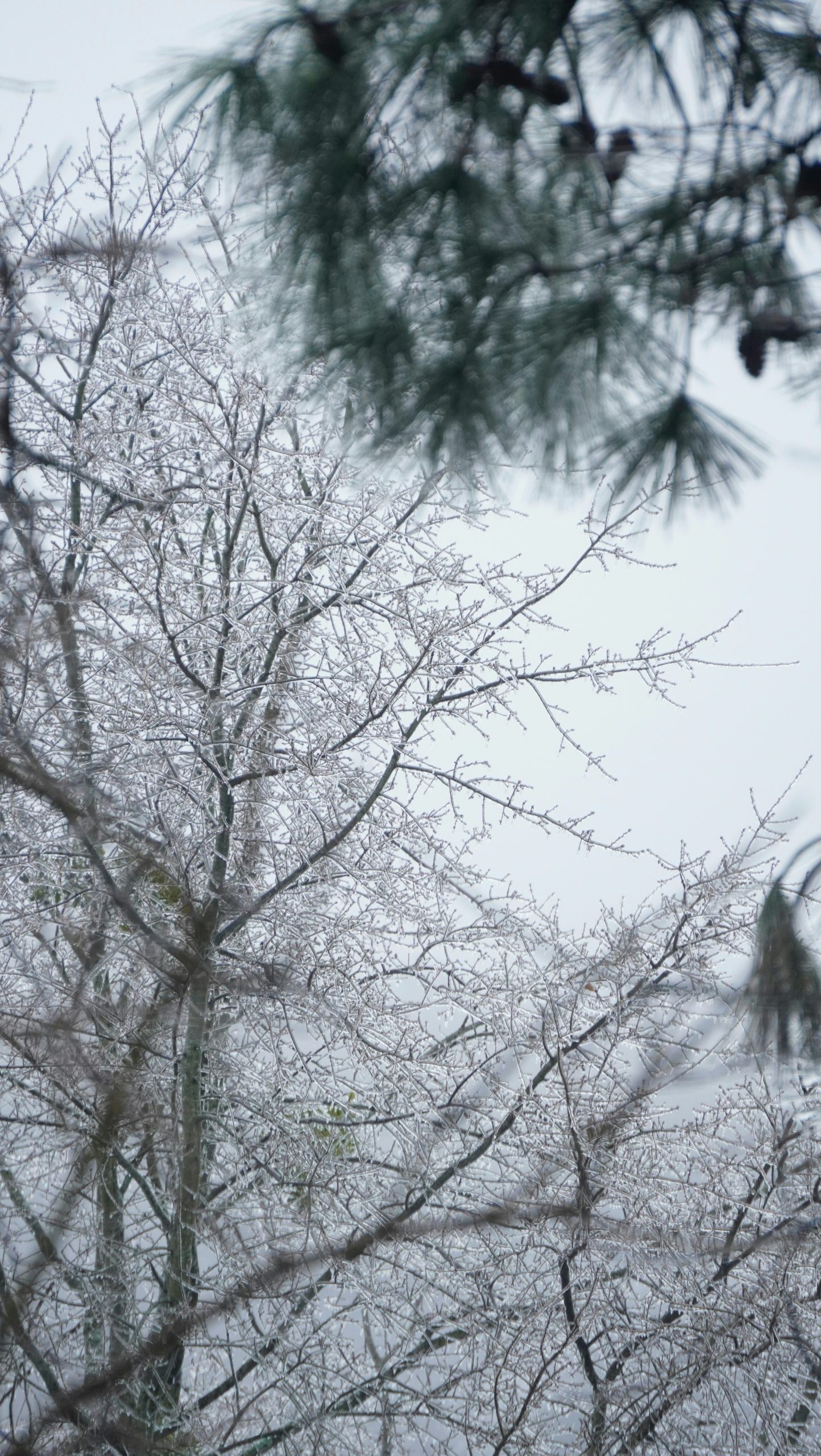 Bare branches covered in ice against a gray sky.