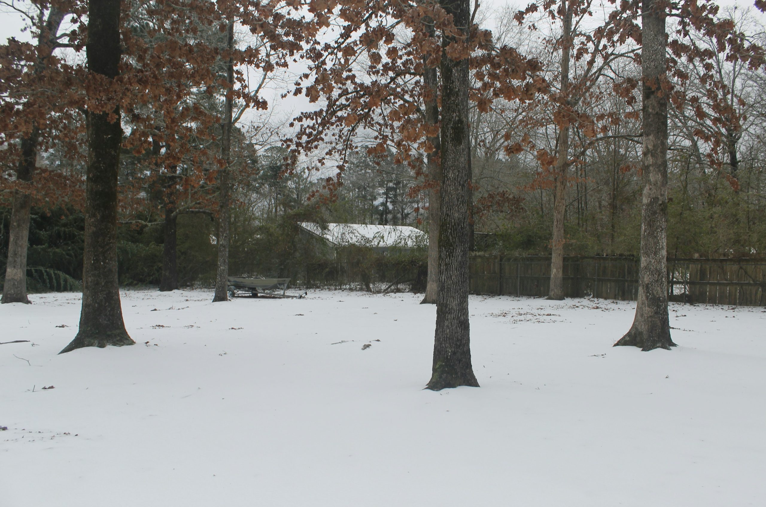 Bare trees and snow cover a backyard