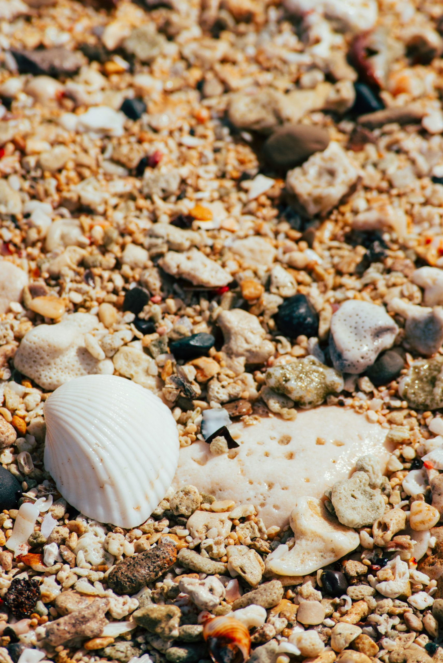 Seashells and pebbles on a sandy beach
