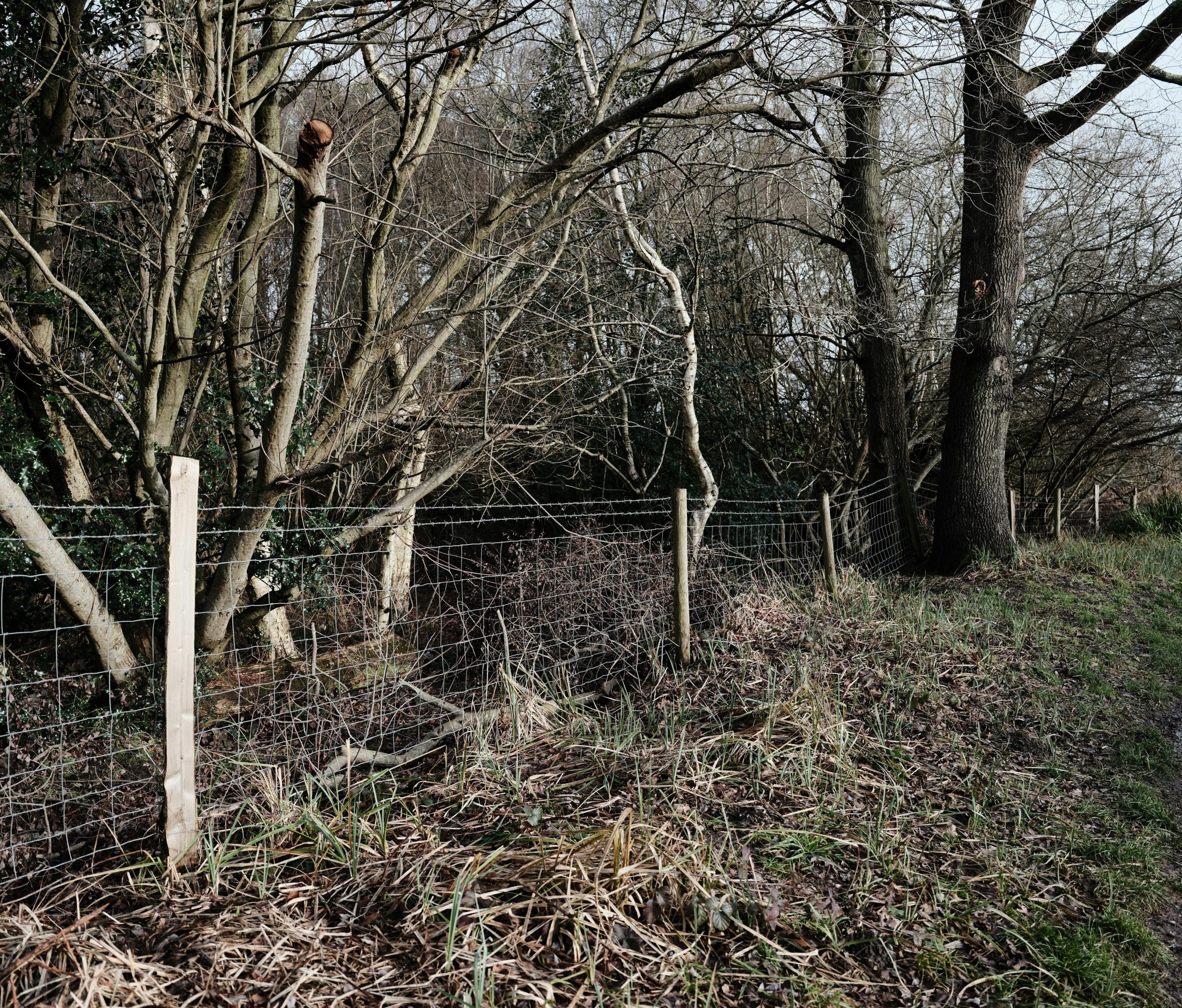 A wire fence runs along a path with bare trees.