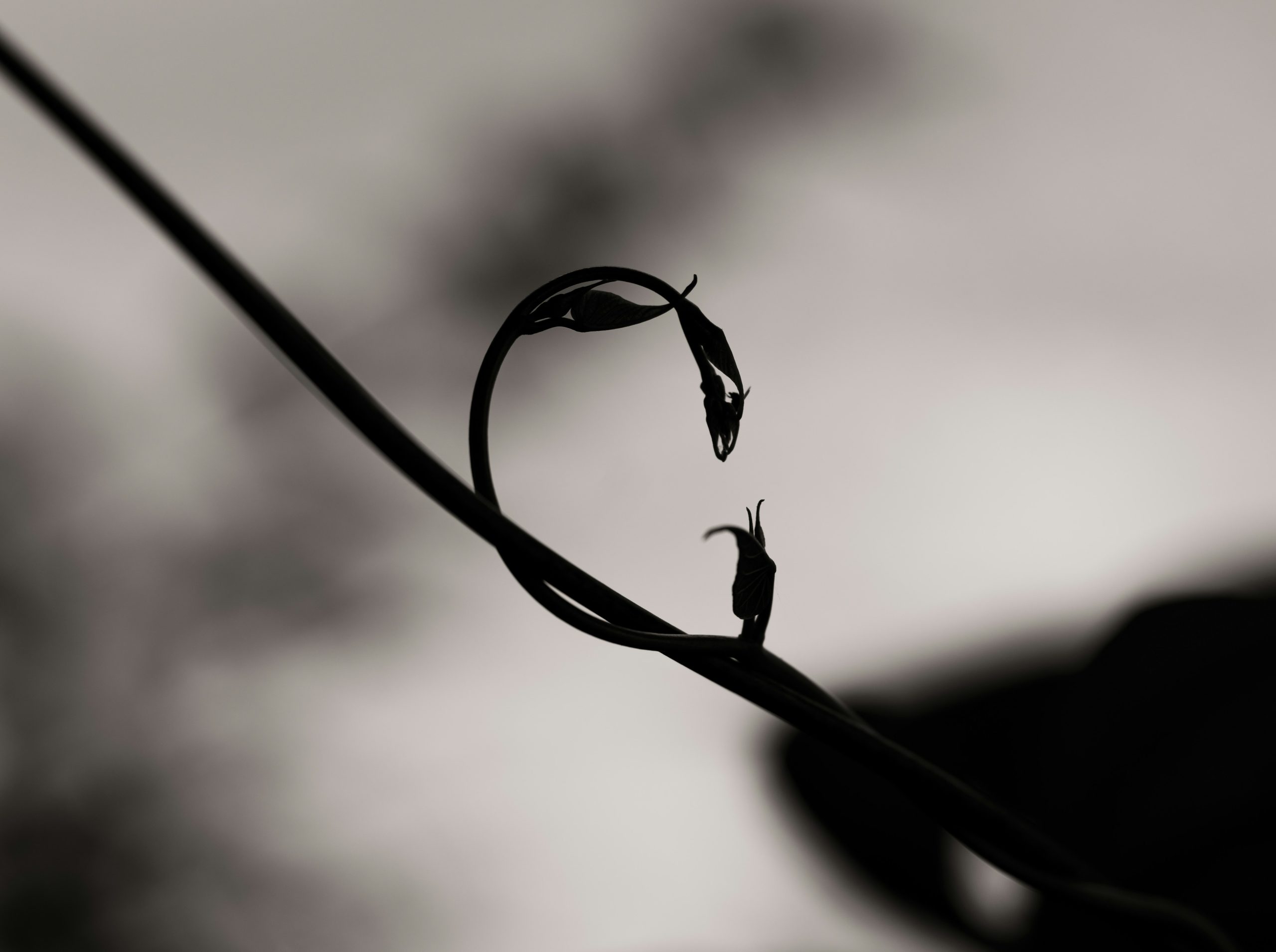 Silhouetted vine curls into a heart shape.