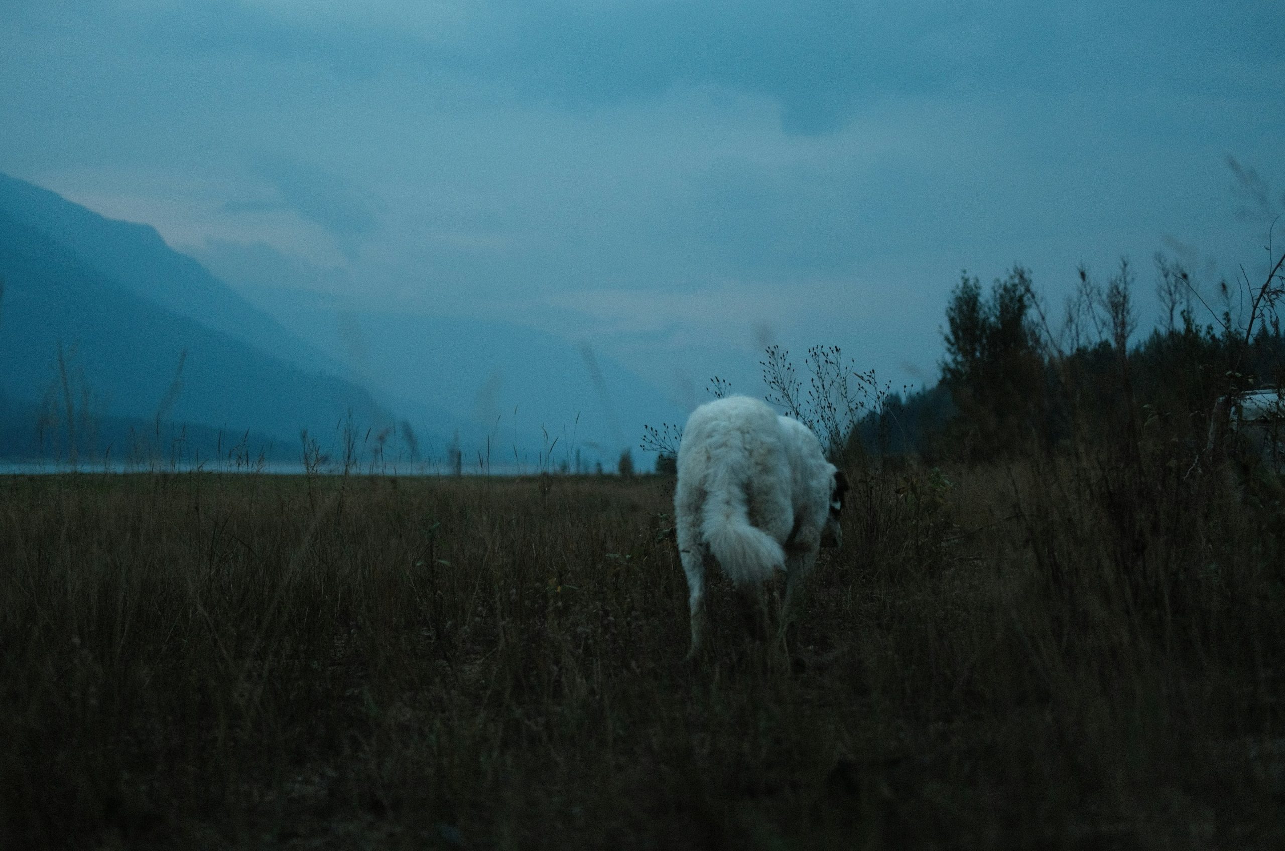 A white dog walks through a field at dusk.