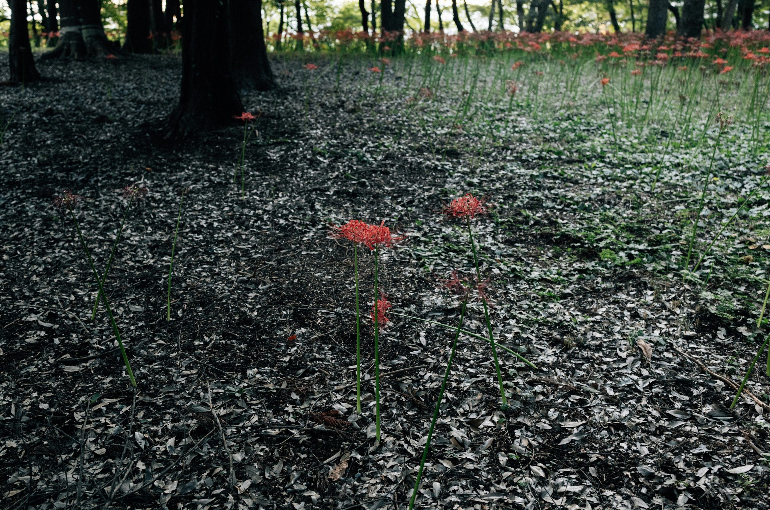Red spider lilies bloom among fallen leaves in a forest.