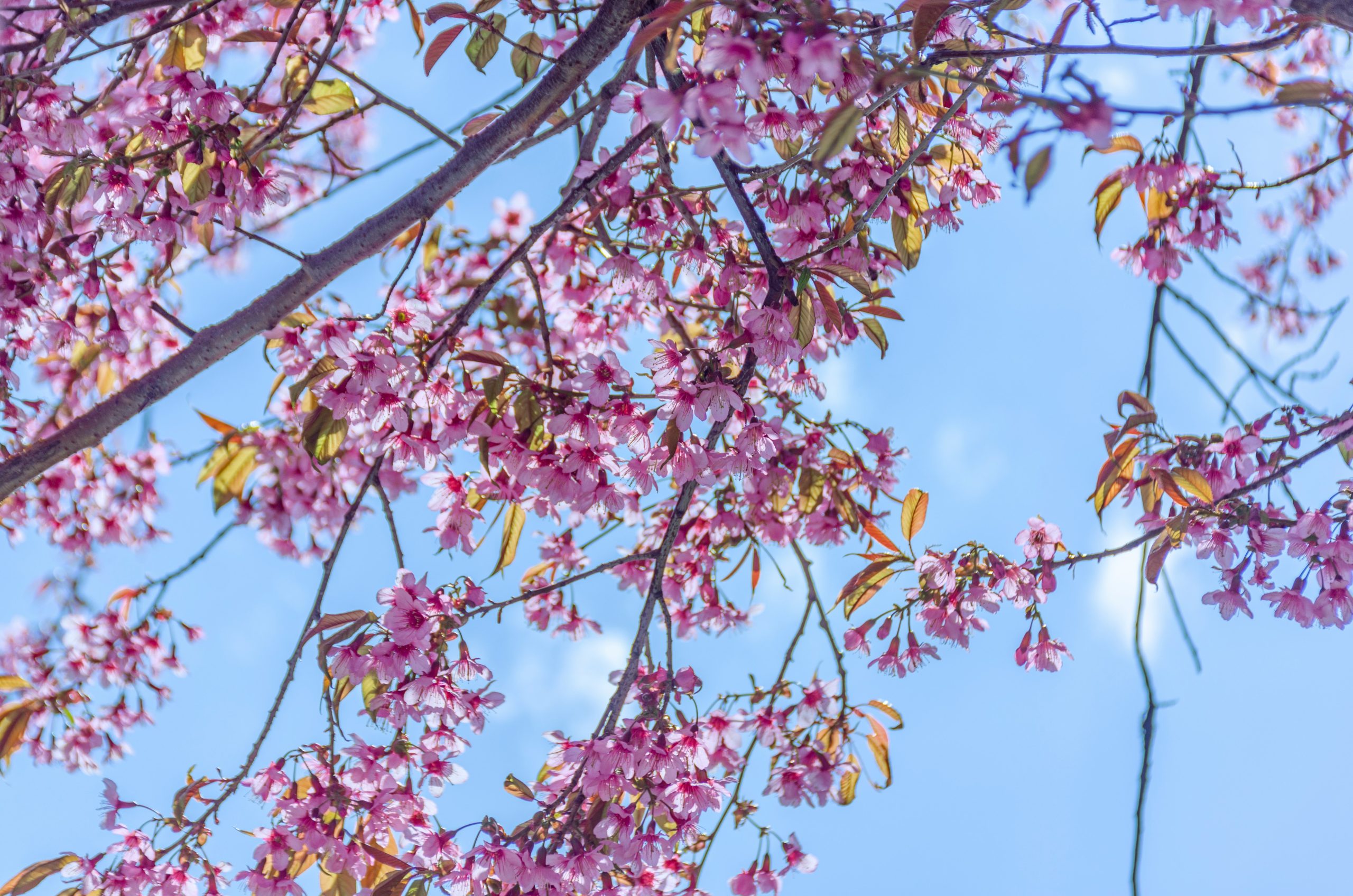 Pink cherry blossoms bloom against a clear blue sky.