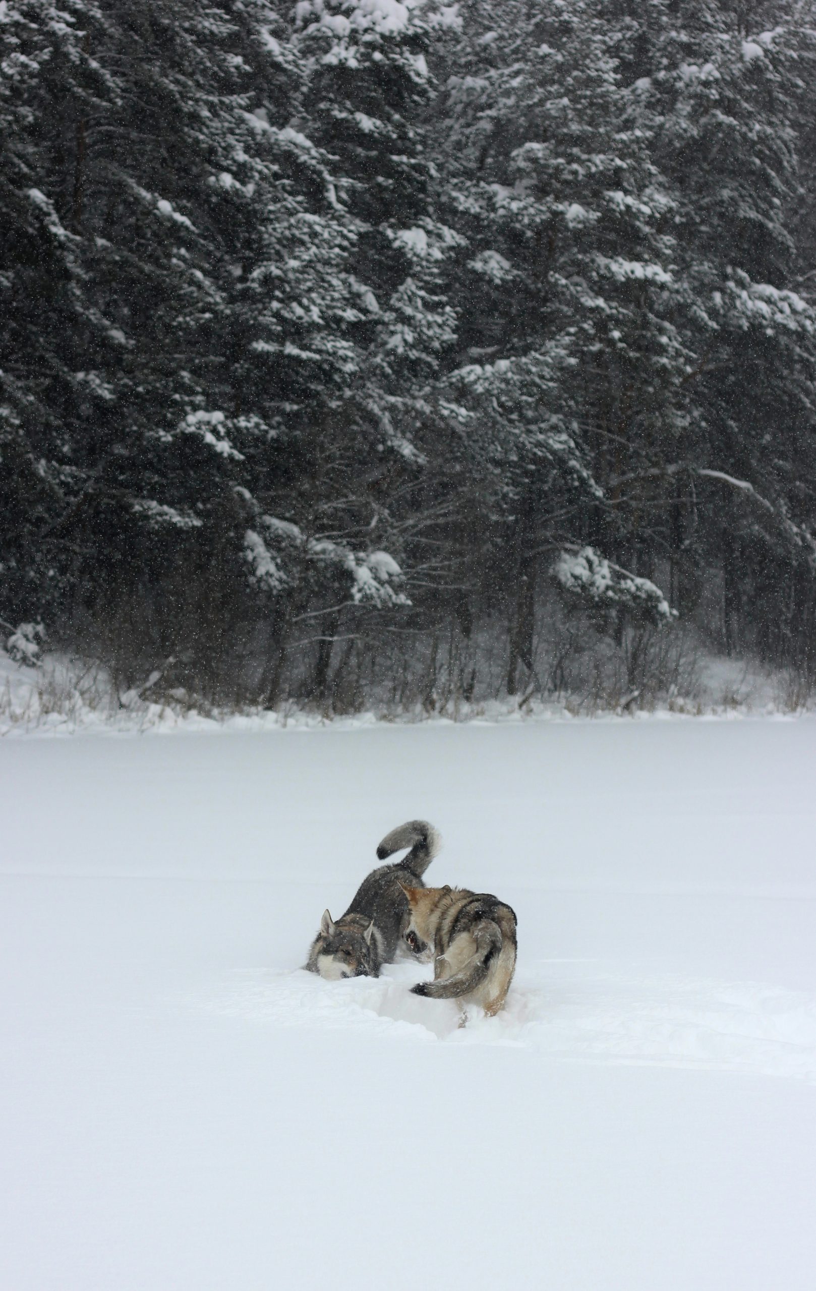 Two dogs playing in the snow during a blizzard.