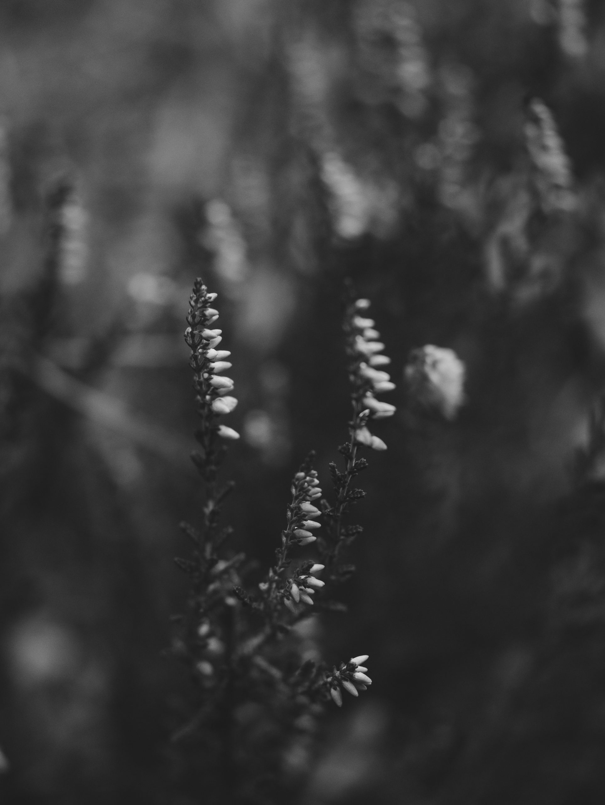 Close-up of delicate heather flowers in soft focus